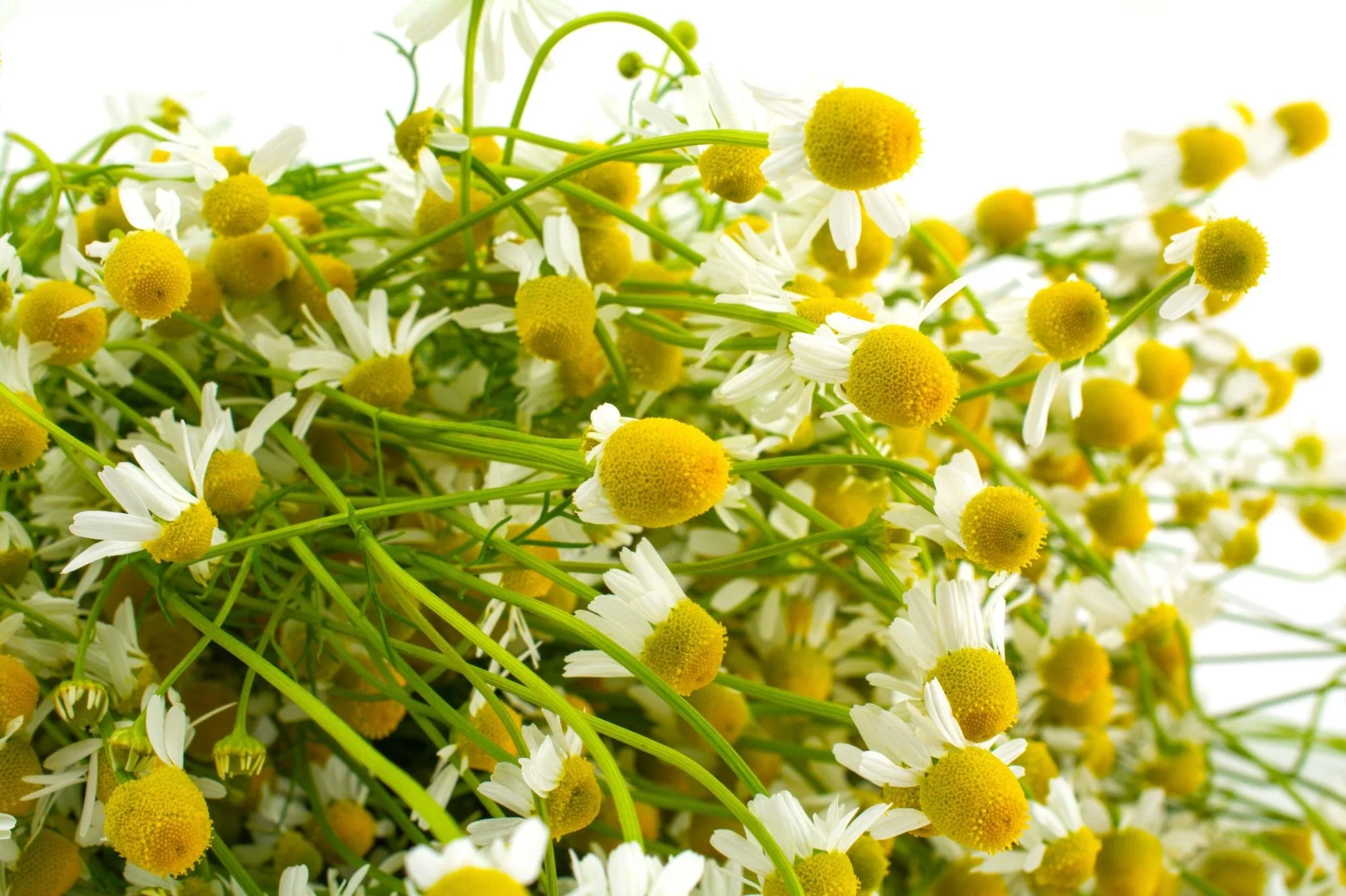 Chamomile.jpg