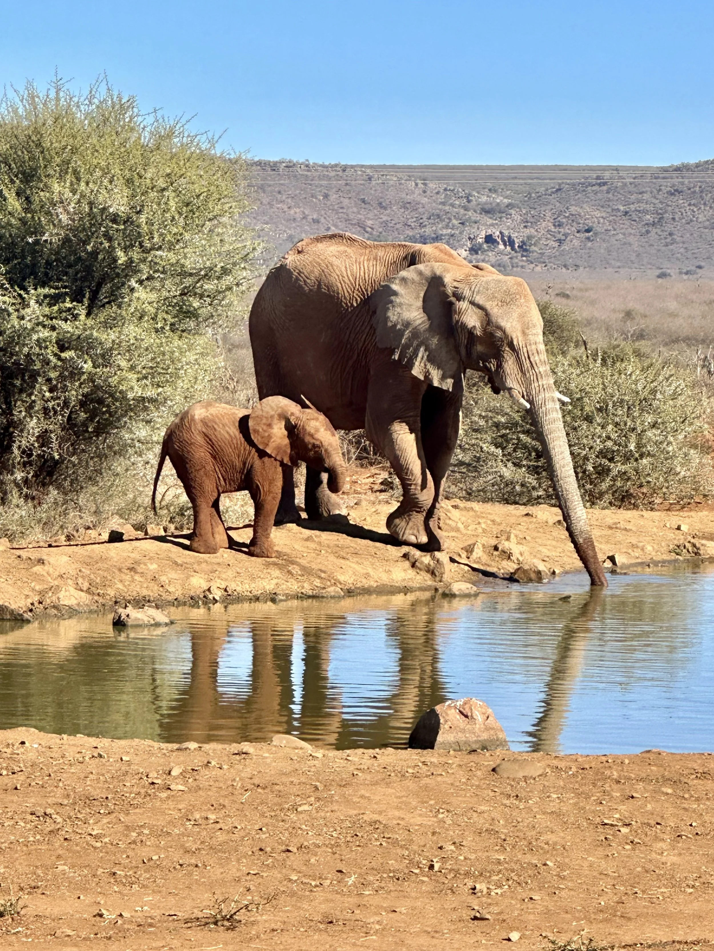 Why an African Safari Is Truly a Once-in-a-Lifetime Experience: A Snapshot of My Safari Experience