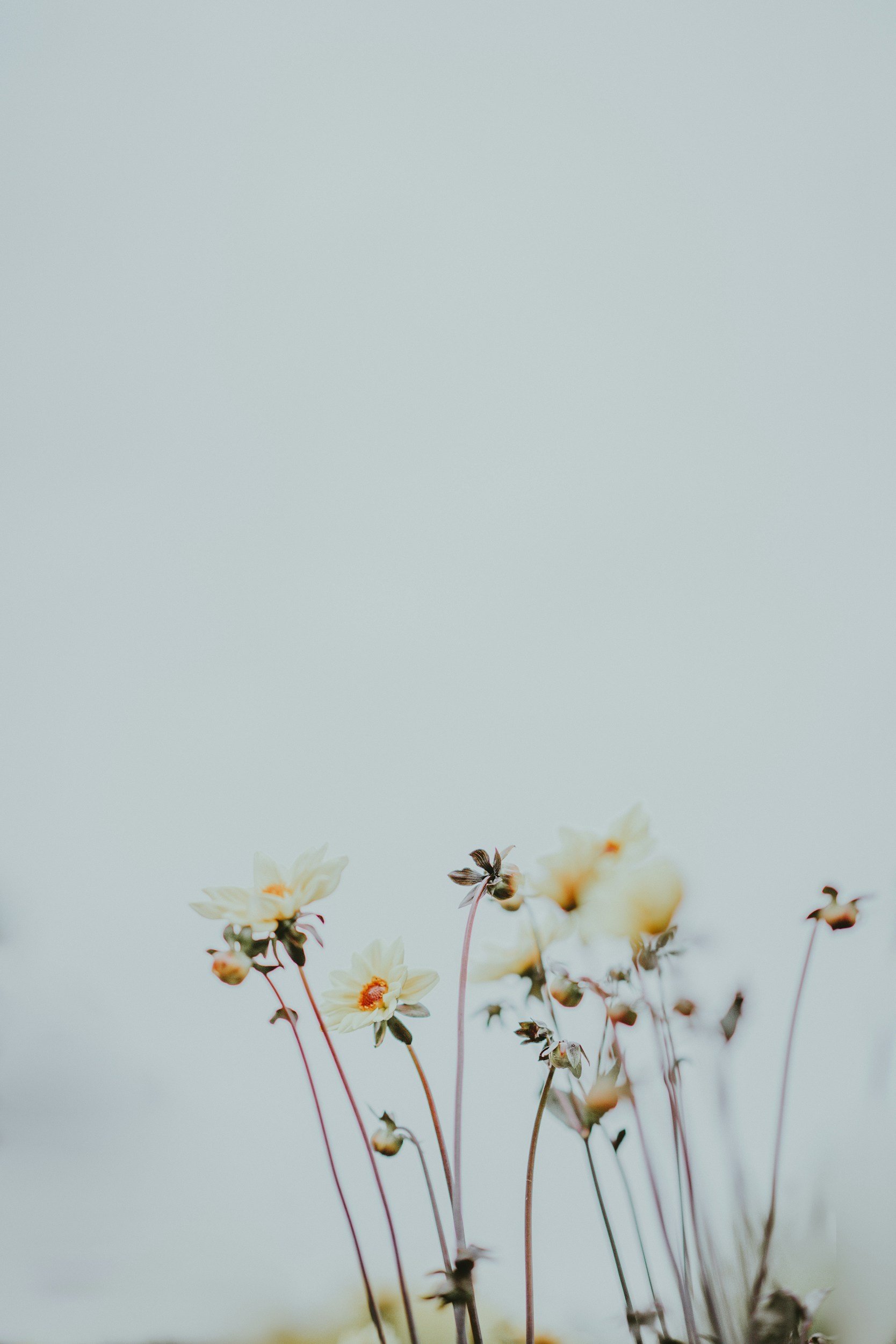Light-colored flowers on tall, thin stems against a plain light background.