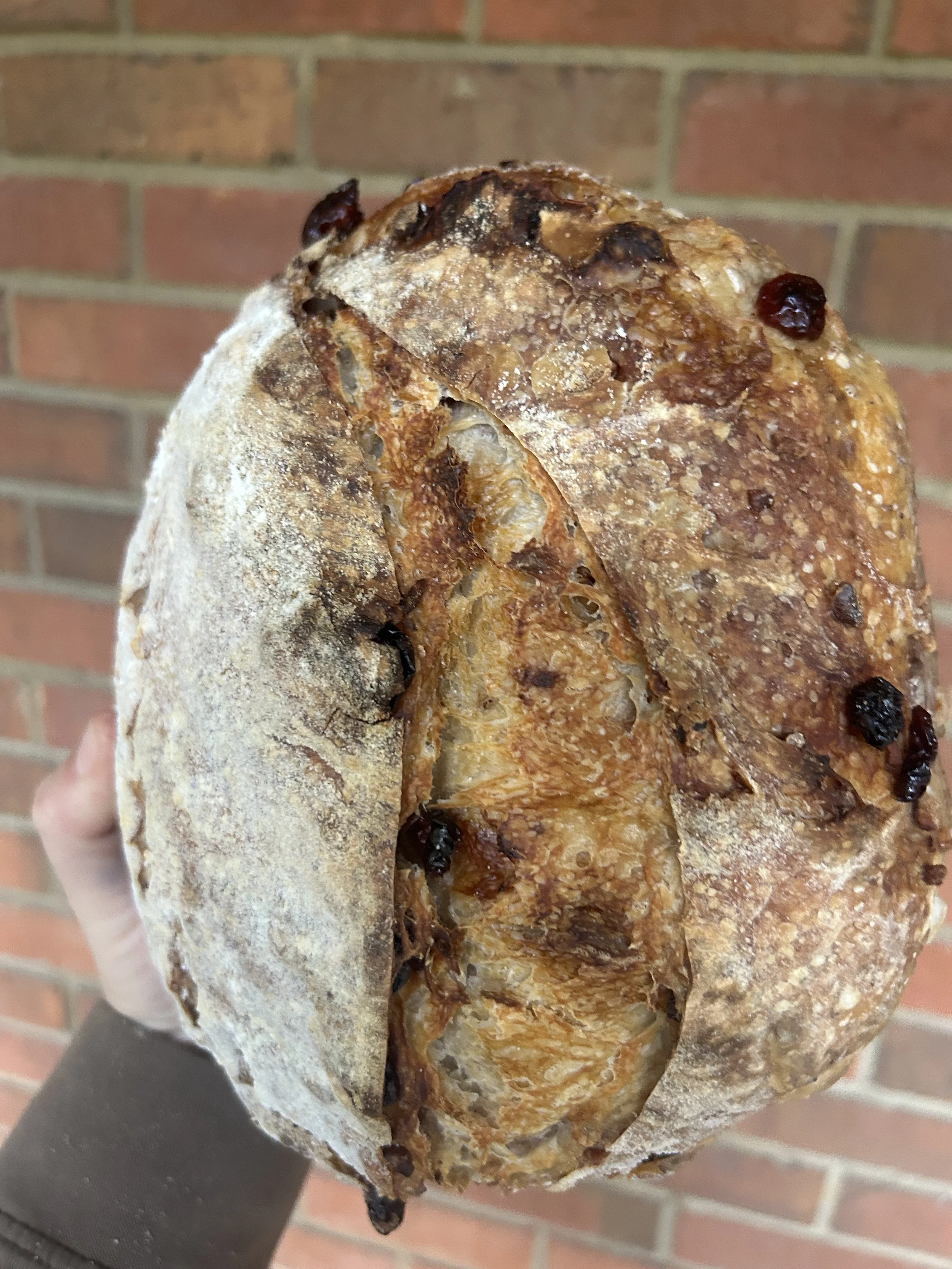 Cranberry + Walnut Sourdough