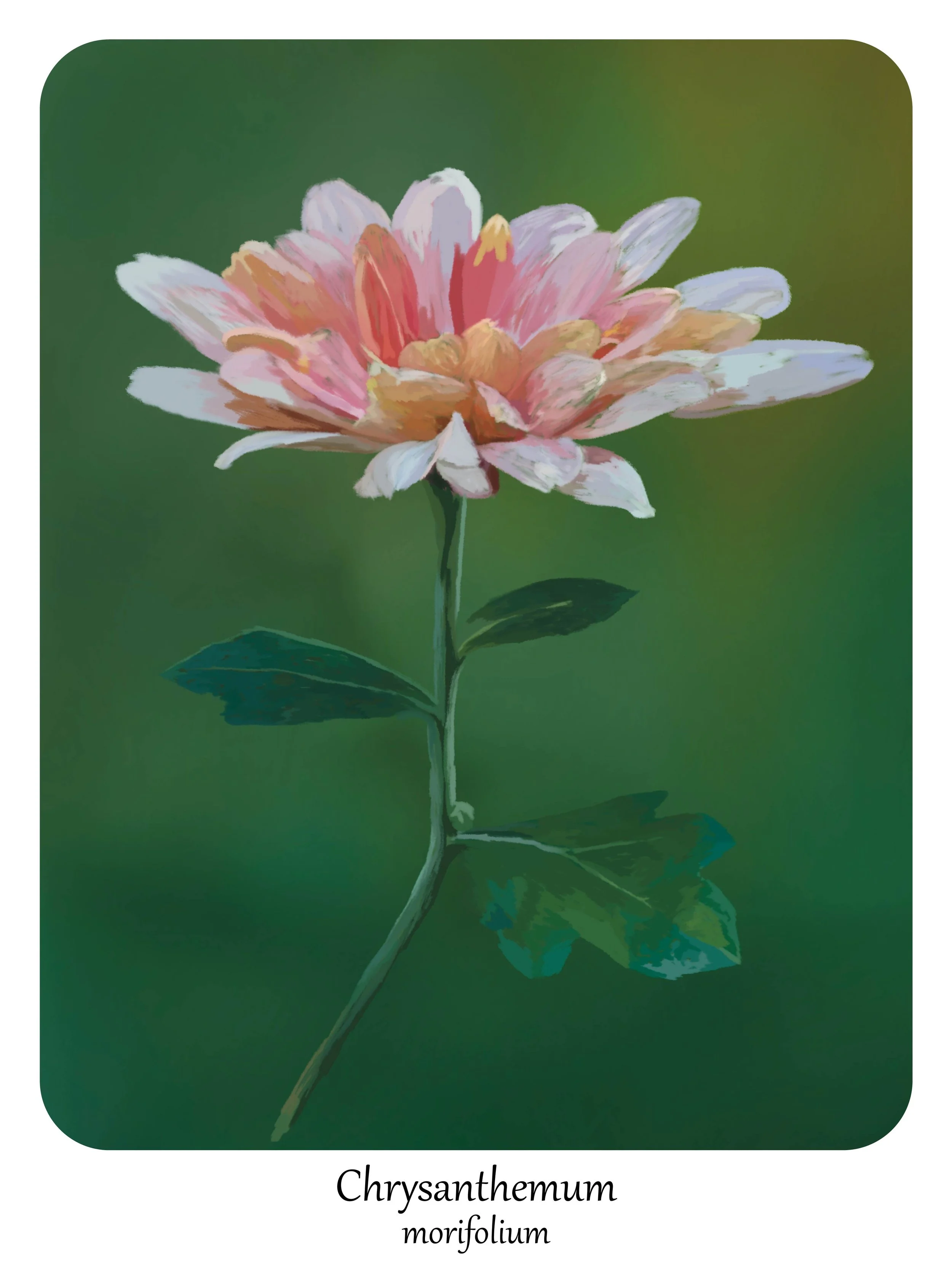 'Chrysanthemum',
digital painting, 12" x 16", 2025