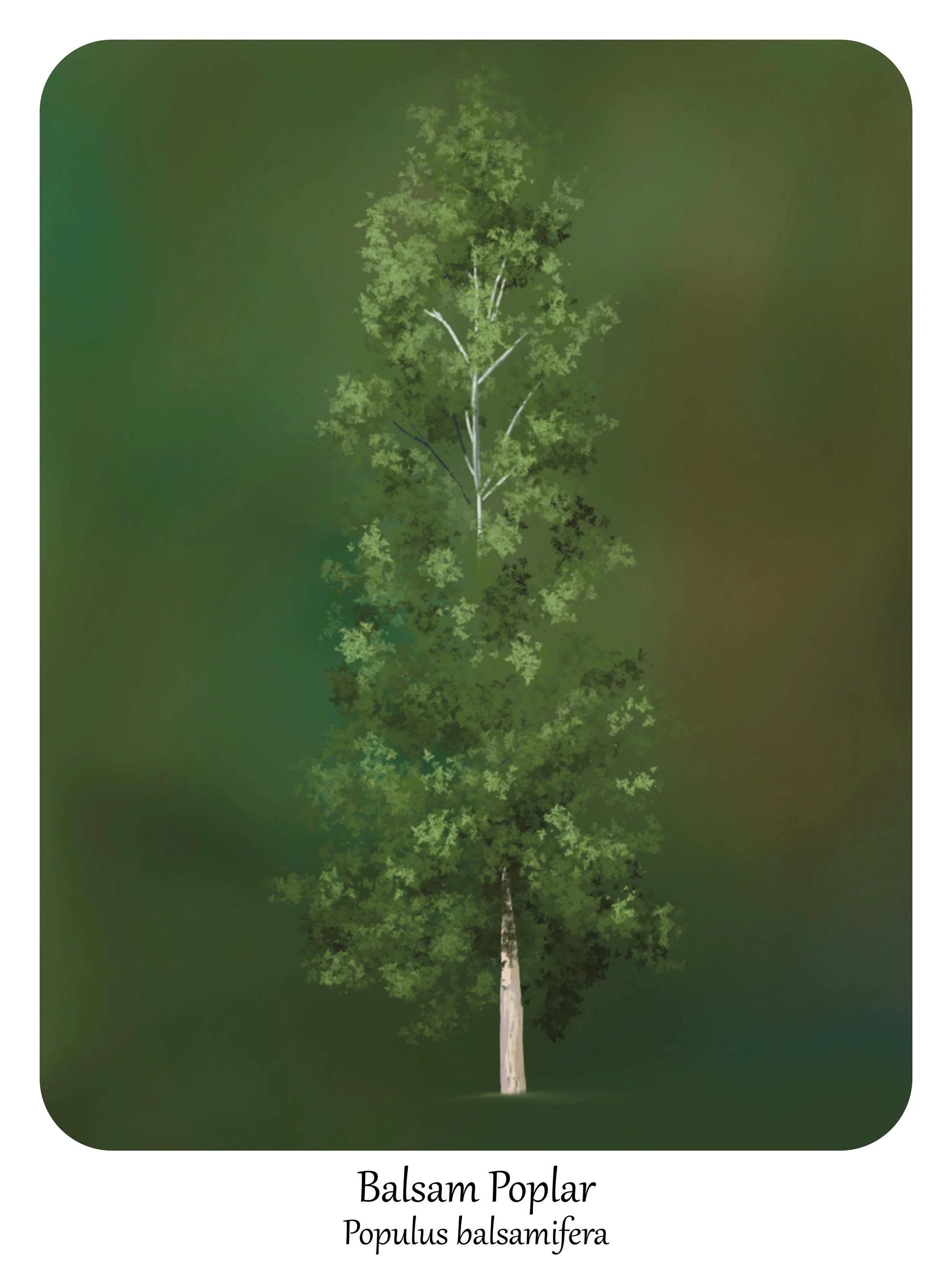 'Balsam Poplar'
digital painting, 12" x 16", 2025
