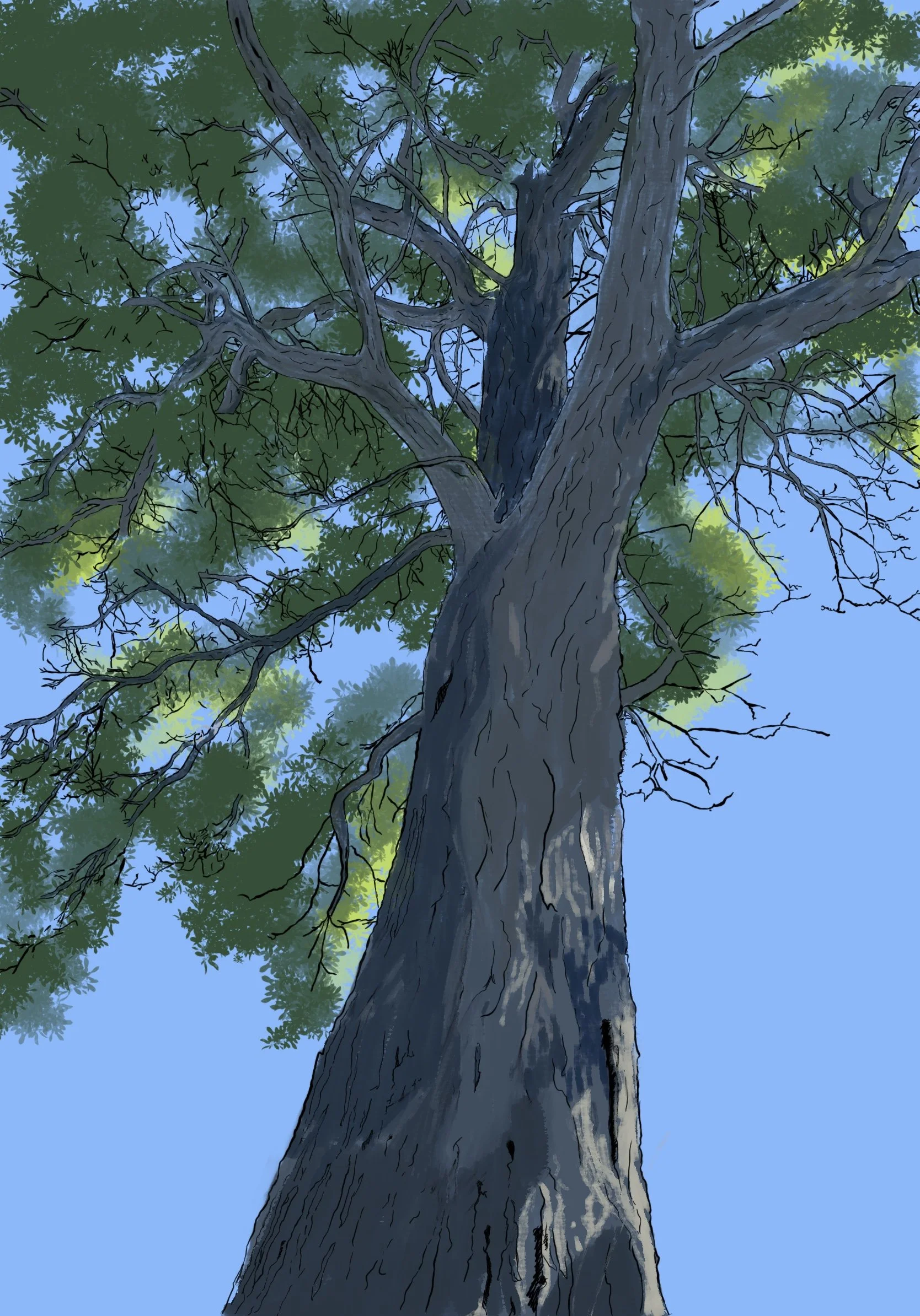 'Front Yard Tree' 
digital painting, 13" x 18", 2022