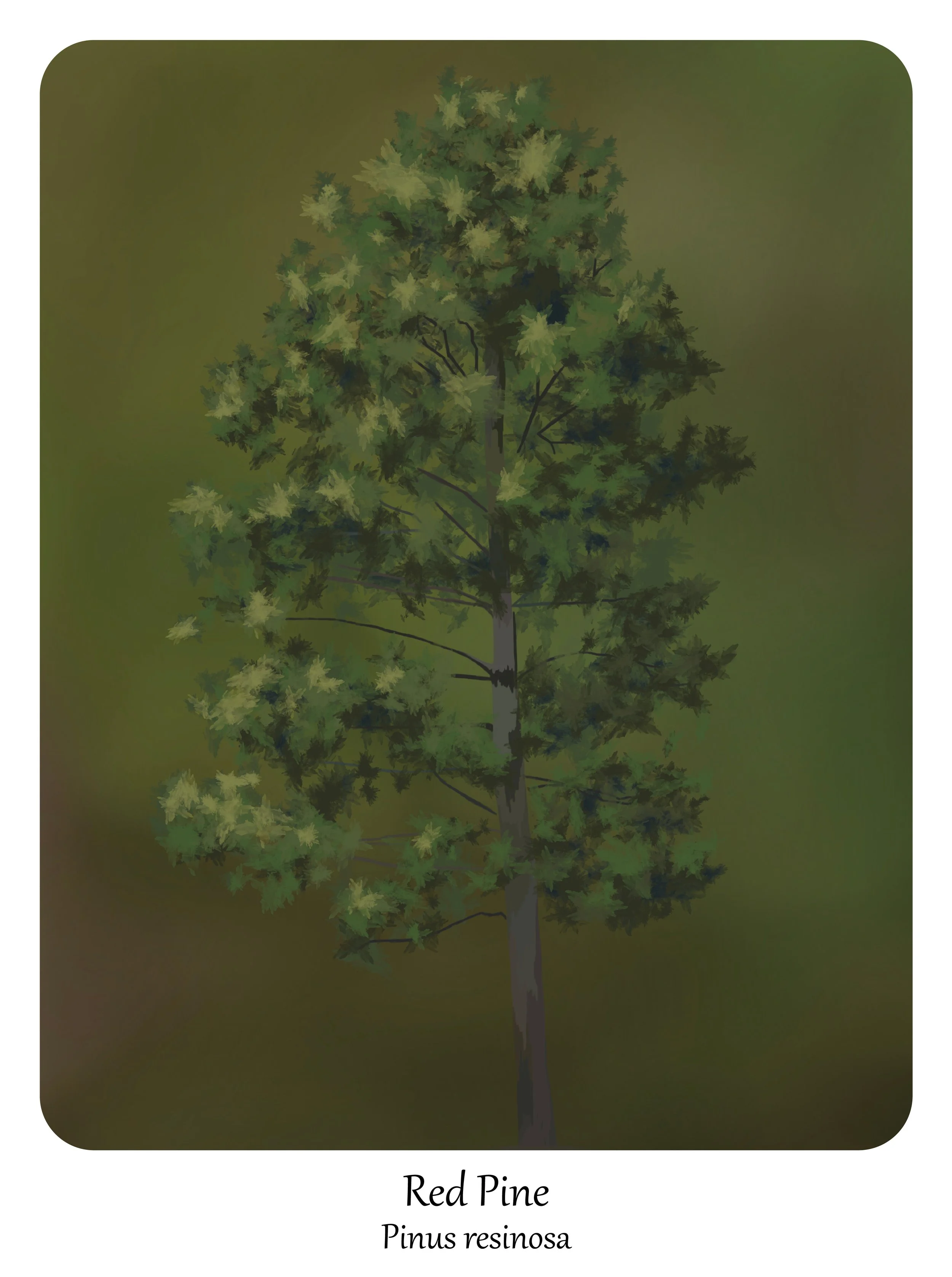 'Red Pine'
digital painting, 12" x 16", 2025