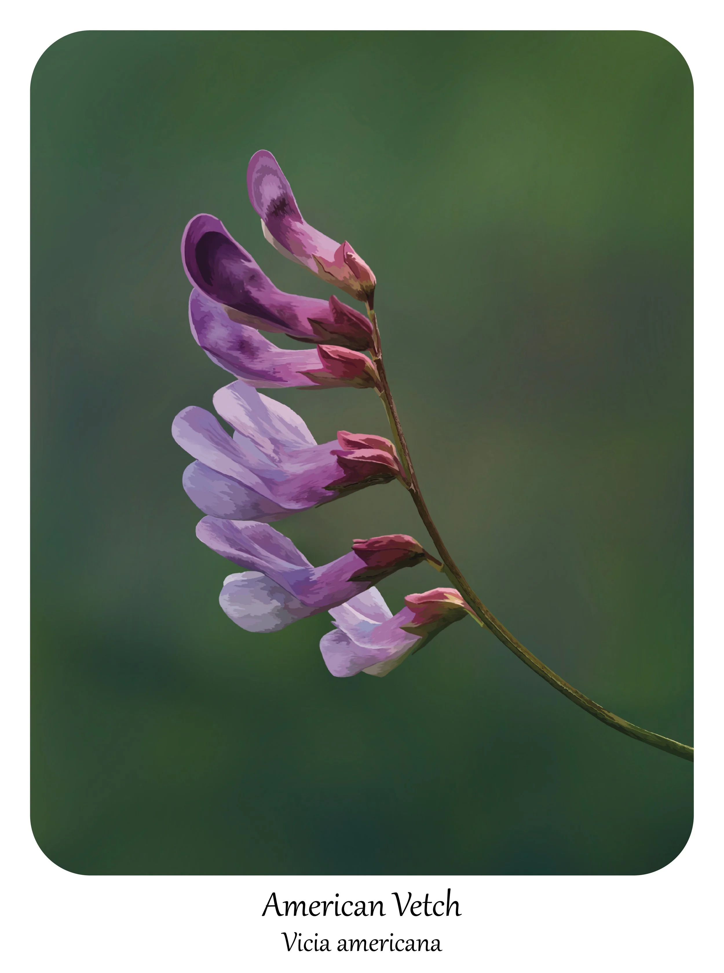 'American Vetch'
digital painting, 12" x 16", 2025