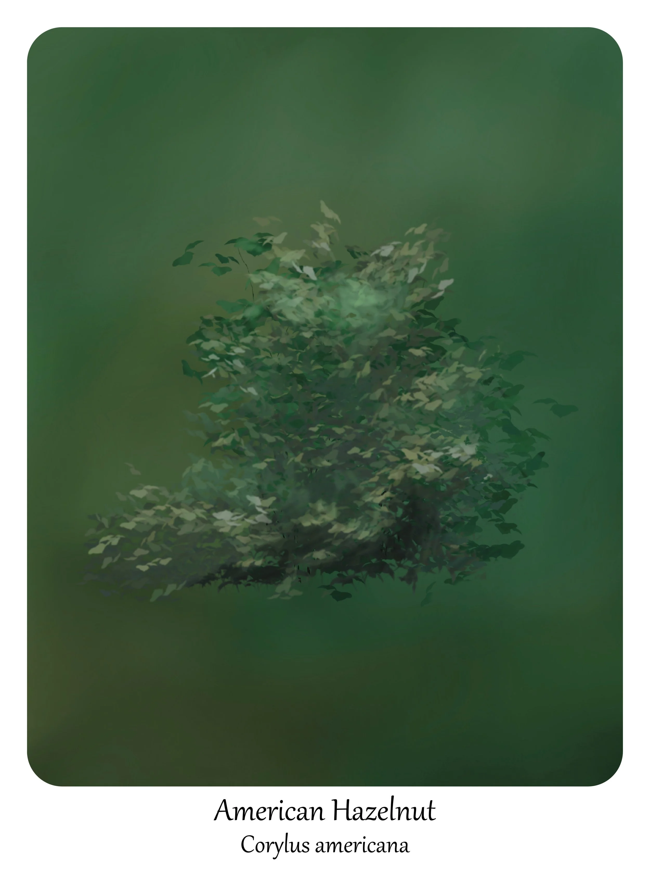 'American Hazelnut'
digital painting, 12" x 16", 2025