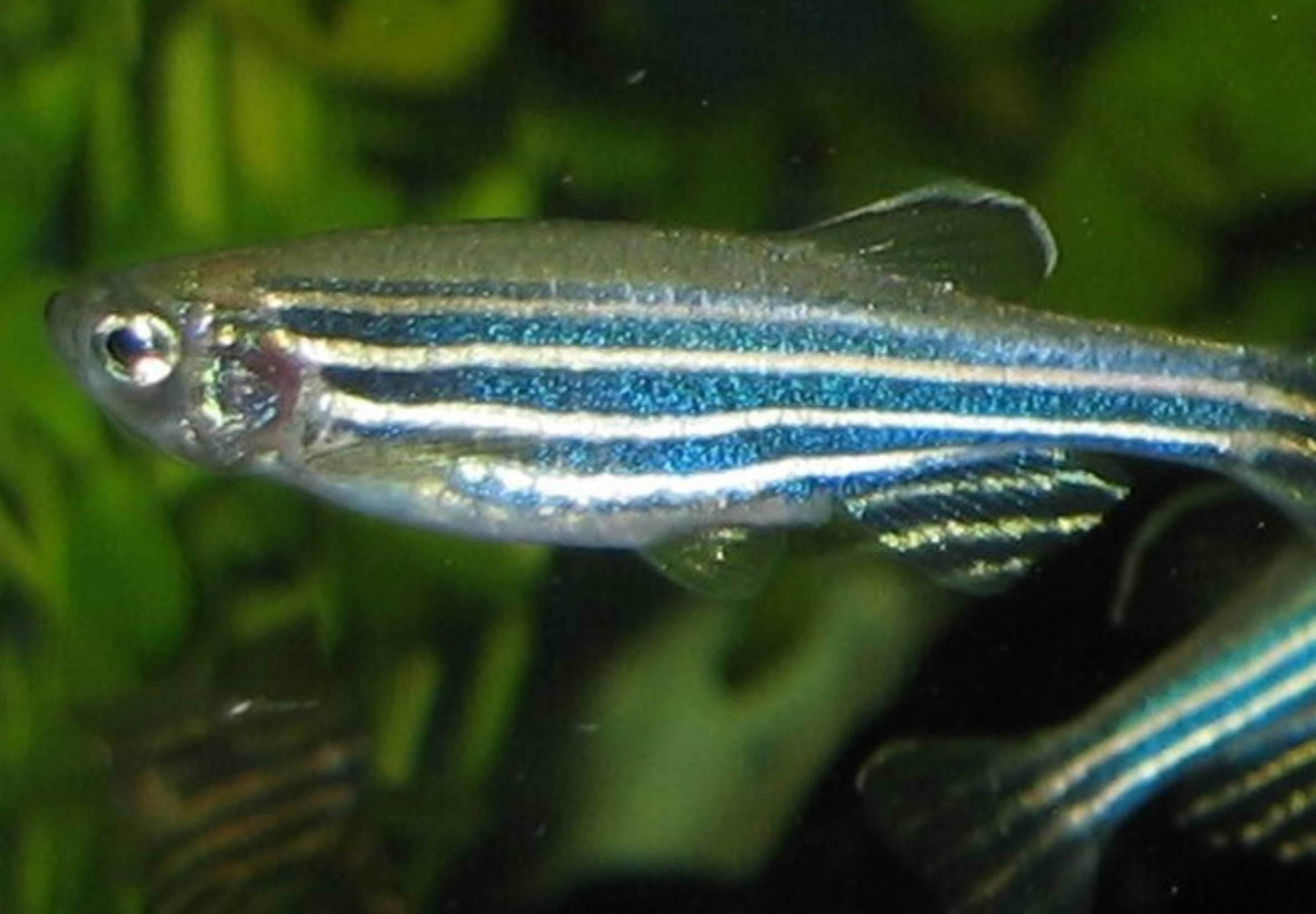 Fish and Science