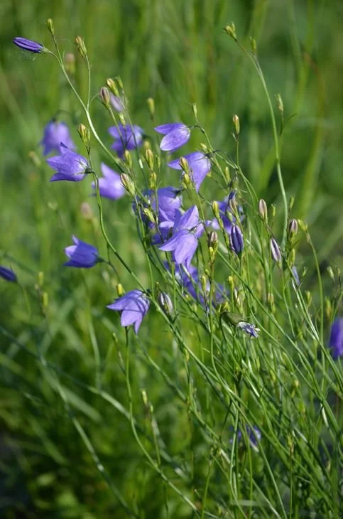 Campanula rotundifolia 2026.jpg