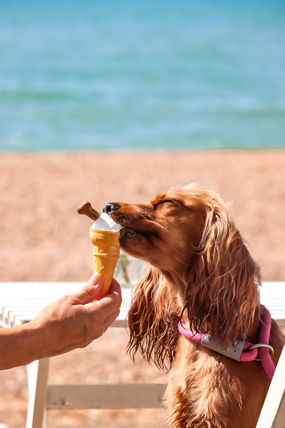 A dog licking an ice cream cone held by a person at the beach with sand and water in the background.