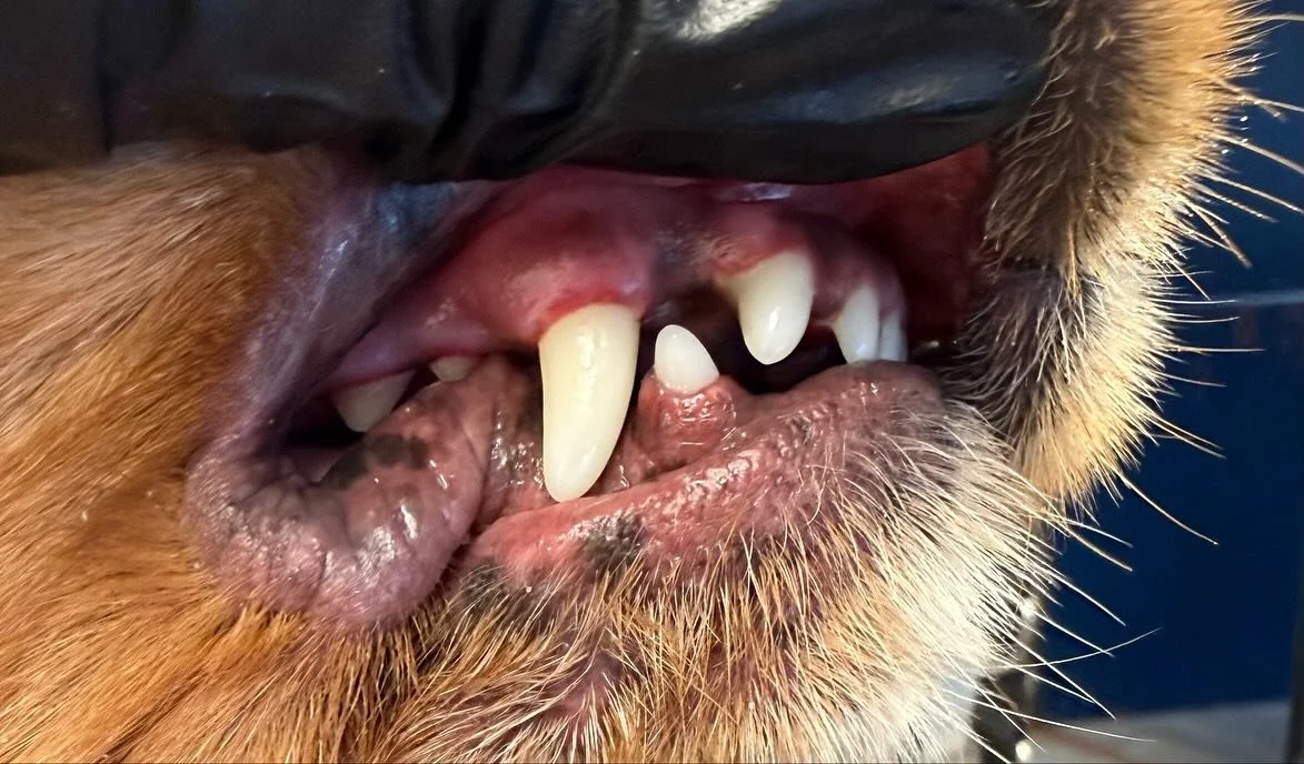 Rosie&rsquo;s clean peggies today 🦷🪥

Book in at Pipp&rsquo;NBelle Dog Grooming 🐶🐾