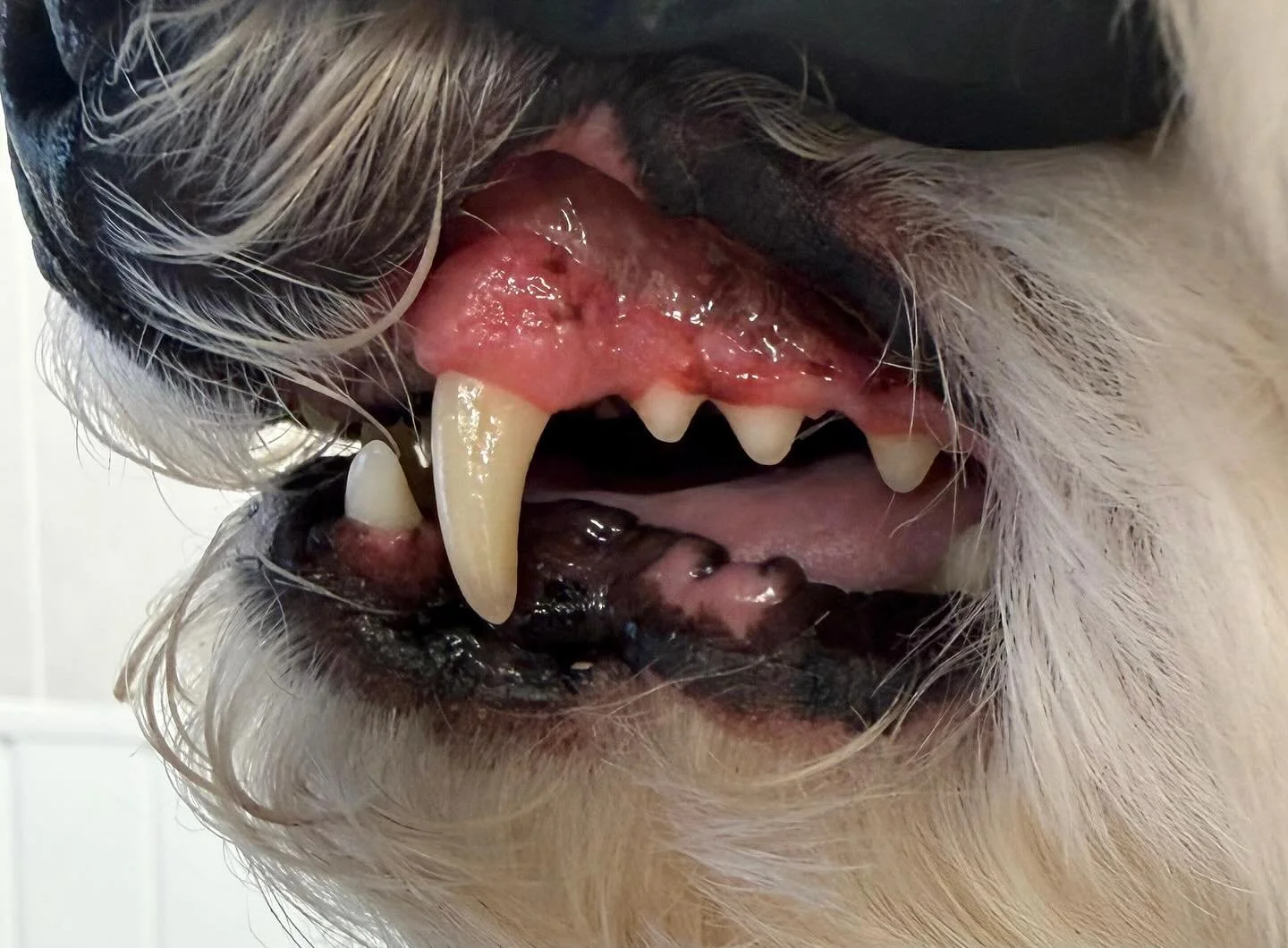 Ted&rsquo;s clean peggies today 🦷🪥

Book in at Pipp&rsquo;NBelle Dog Grooming 🐶🐾