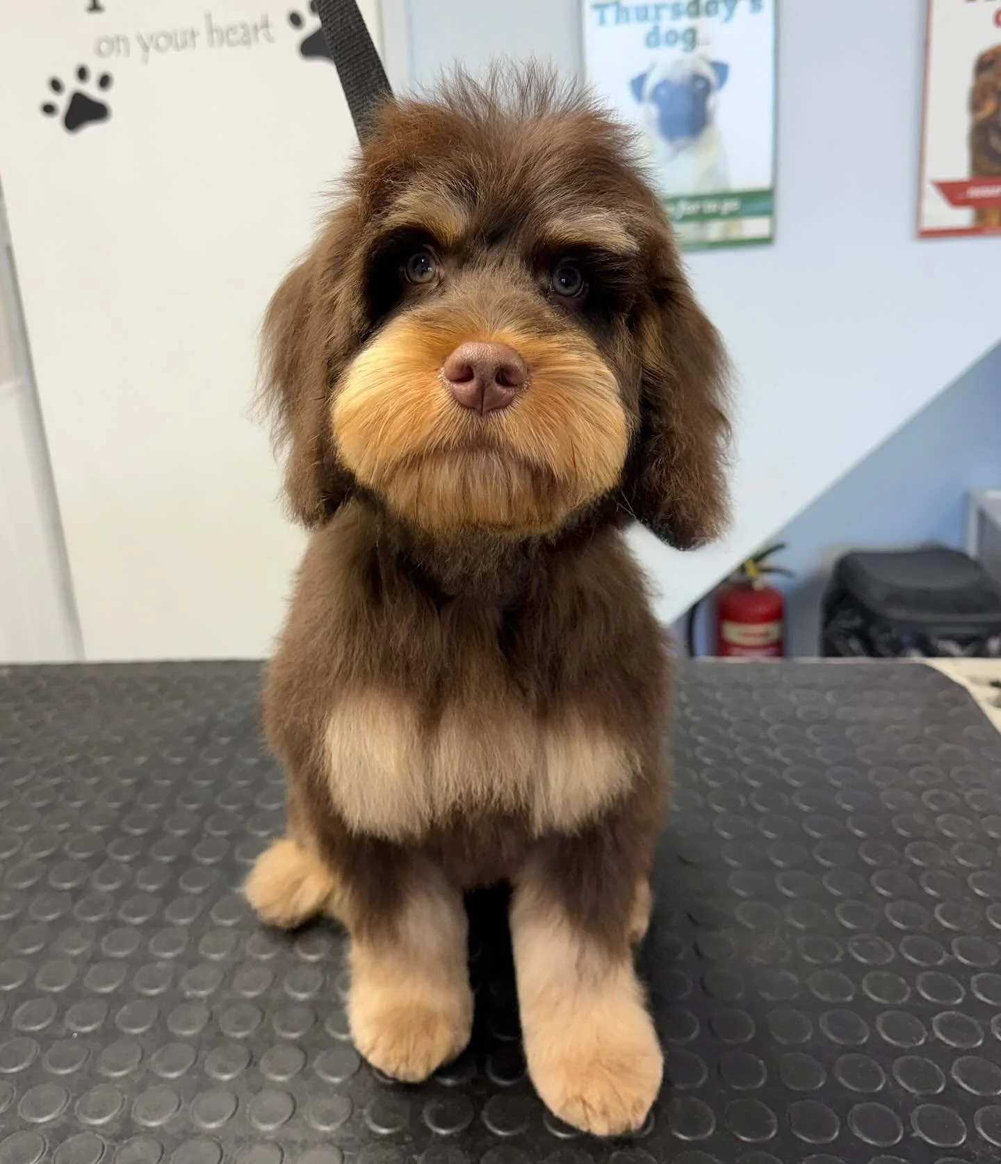 Meet Biscuit the SpringerXDoodle 🐶 He came in for his fist ever puppy pamper 🫧 Biscuit absolutely smashed it ⭐️ The most calm puppy ever 🫶🏻 

Book in at Pipp&rsquo;NBelle Dog Grooming 🐶🐾