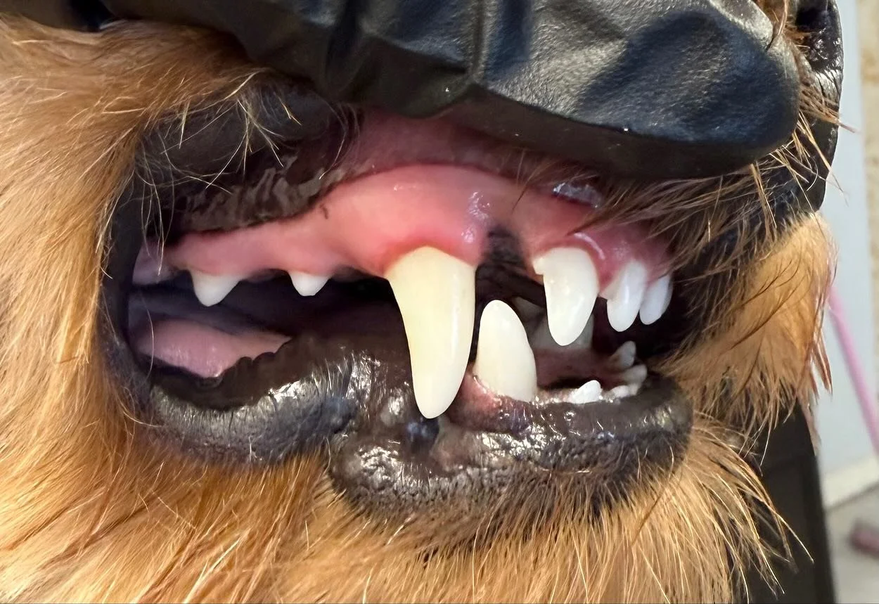 Frank&rsquo;s clean peggies today 🦷🪥 

Book in at Pipp&rsquo;NBelle Dog Grooming 🐶🐾