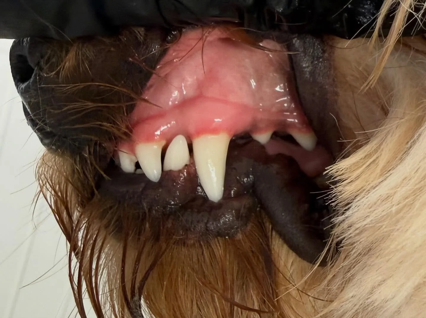 Enzo&rsquo;s clean peggy&rsquo;s today 🦷🪥 

Book in at Pipp&rsquo;NBelle Dog Grooming 🐶🐾