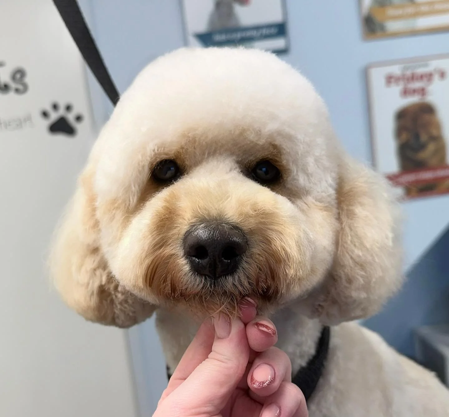 Meet Poppy the Cockapoo 🐶 She was in for her pamper today 🫧 How gorgeous is she 🥰 Boop the snoot 🫶🏻 

Book in at Pipp&rsquo;NBelle Dog Grooming 🐶🐾