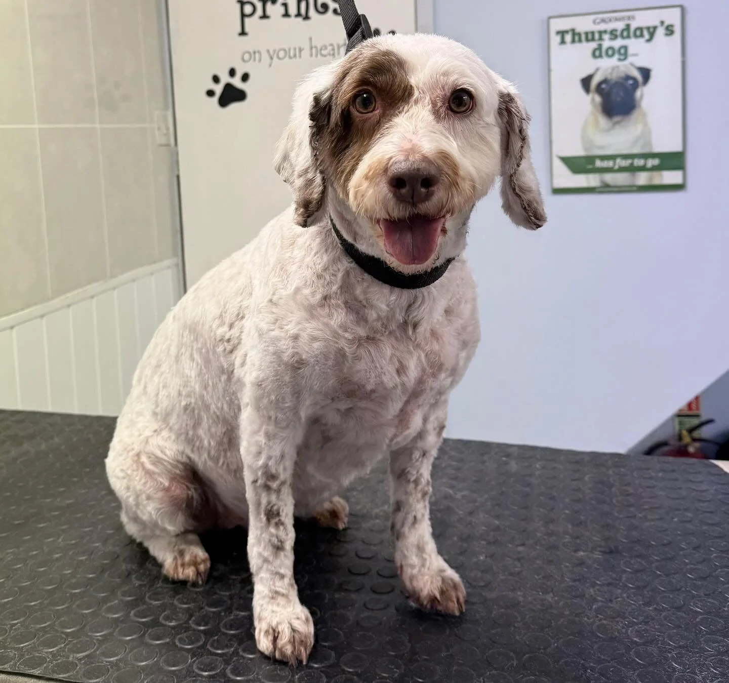 Meet Audrey the Cockapoo 🐶 She came in for a full groom 🫧 Audrey is one of our lovely regulars that comes in every 6-8 weeks for her pamper 🤍 

Book in at Pipp&rsquo;NBelle Dog Grooming 🐶🐾