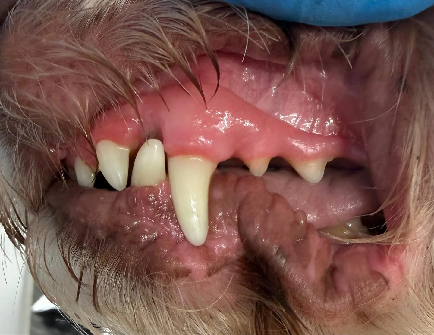 Audrey&rsquo;s clean peggy&rsquo;s today 🦷🪥

Book in at Pipp&rsquo;NBelle Dog Grooming 🐶🐾