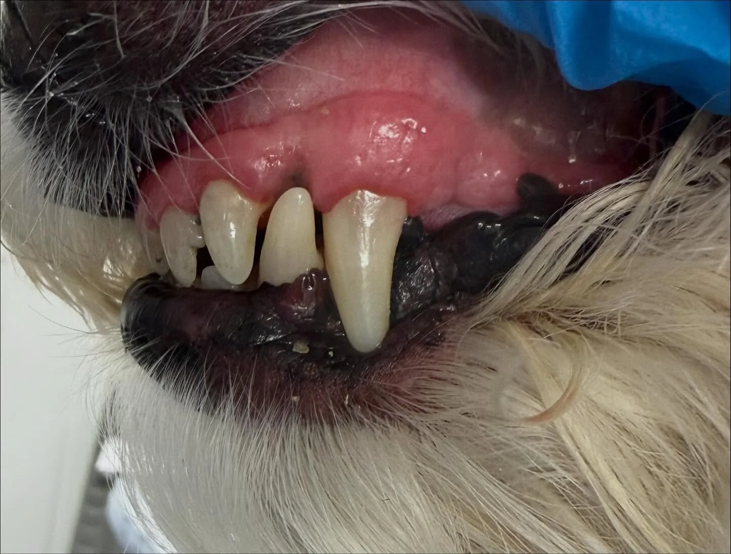 Ruby&rsquo;s clean Peggy&rsquo;s today 🦷🪥 

Book in at Pipp&rsquo;NBelle Dog Grooming 🐶🐾