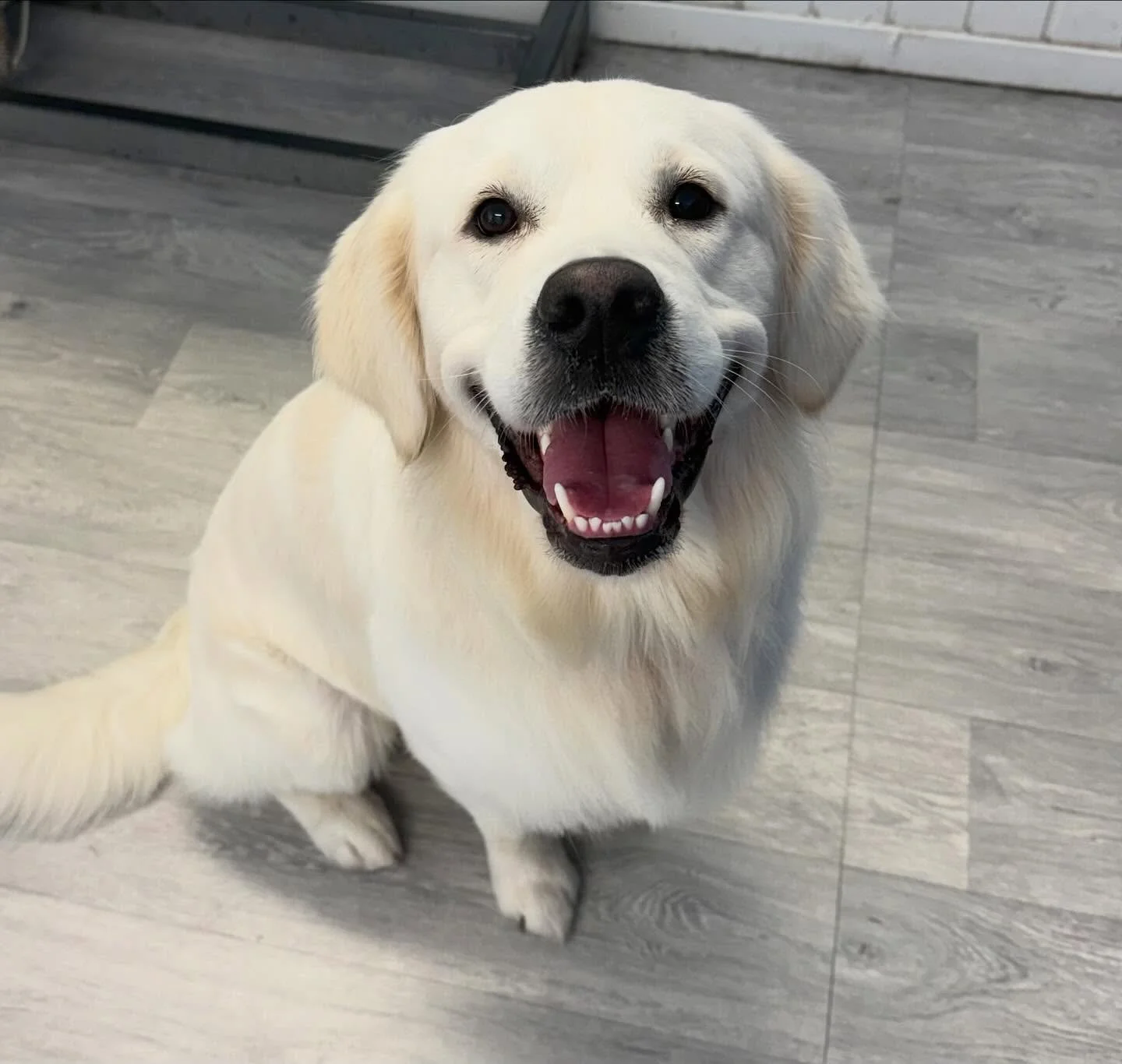 Meet Albert the Golden Retriever 🐶 He came in for a bath, brush and deshed 🫧 What a handsome boy Albert is 🤍 

Book in at Pipp&rsquo;NBelle Dog Grooming 🐶🐾