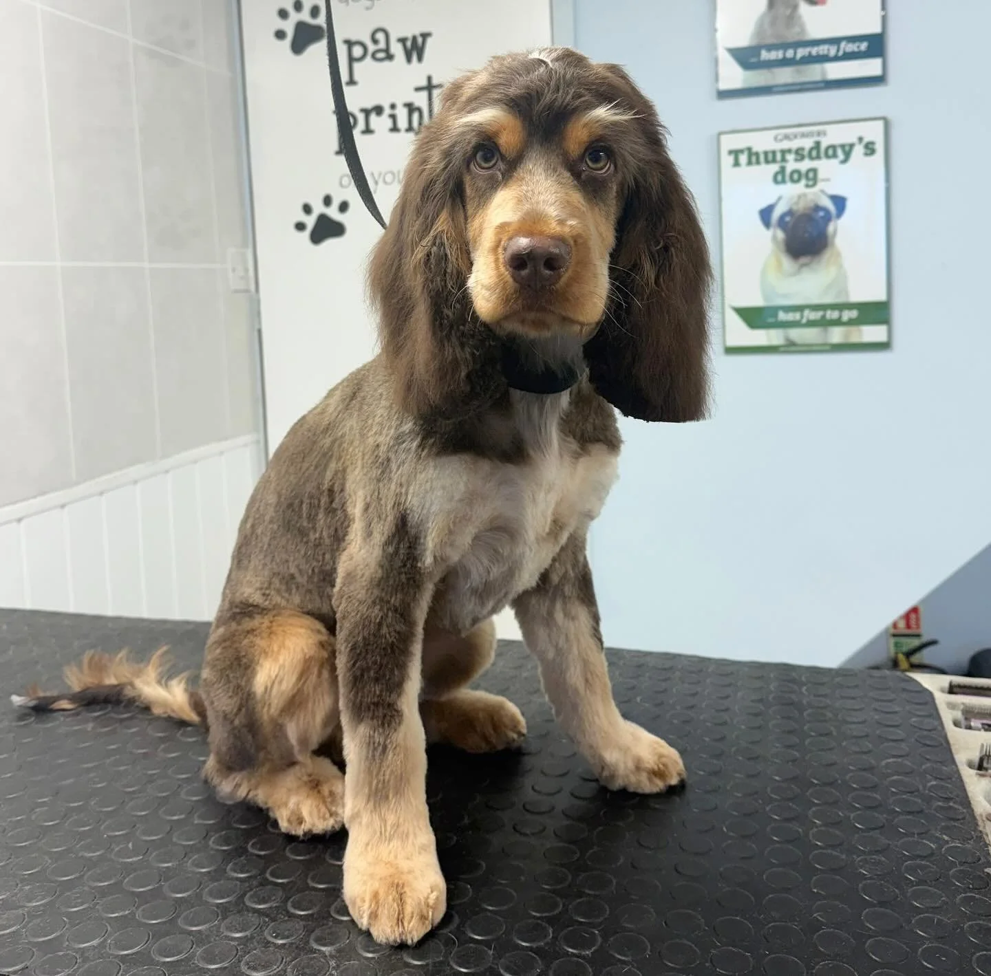 Meet Toffee the Cocker 🐶 He came in for a full groom 🫧 How gorgeous is Toffee 🤍 

Book in at Pipp&rsquo;NBelle Dog Grooming 🐶🐾