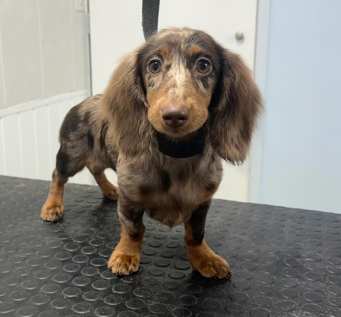 Gorgeous little Mable in for her bath and tidy today 🫶🏻🥰 

Book in at Pipp&rsquo;NBelle Dog Grooming 🐶🐾