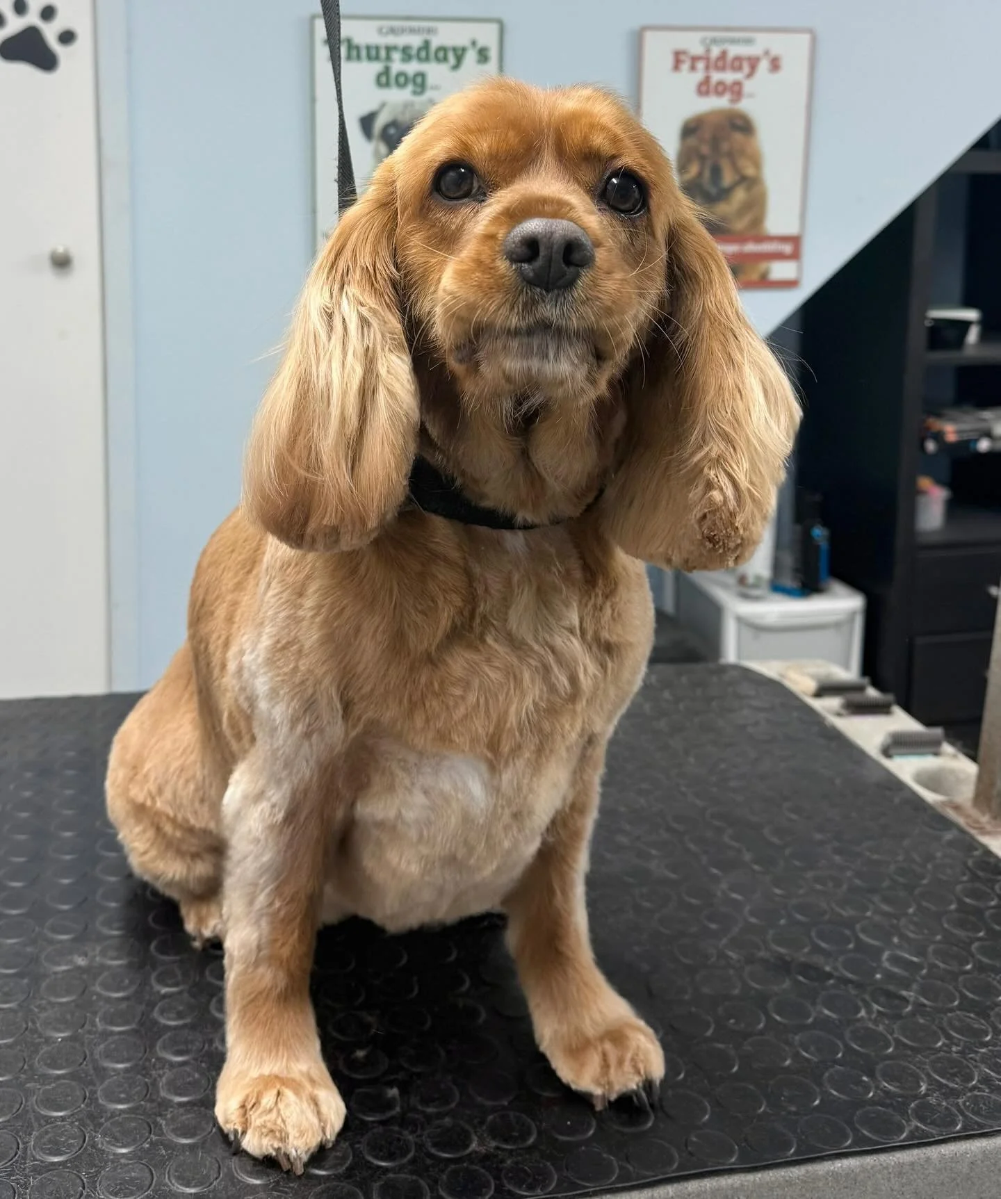 Meet Rosie the Cavalier 🐶 She came in for a full groom 🫧 Rosie is one of our lovely regulars that comes in every 6-8 weeks for her pamper 🤍 

Book in at Pipp&rsquo;NBelle Dog Grooming 🐶🐾