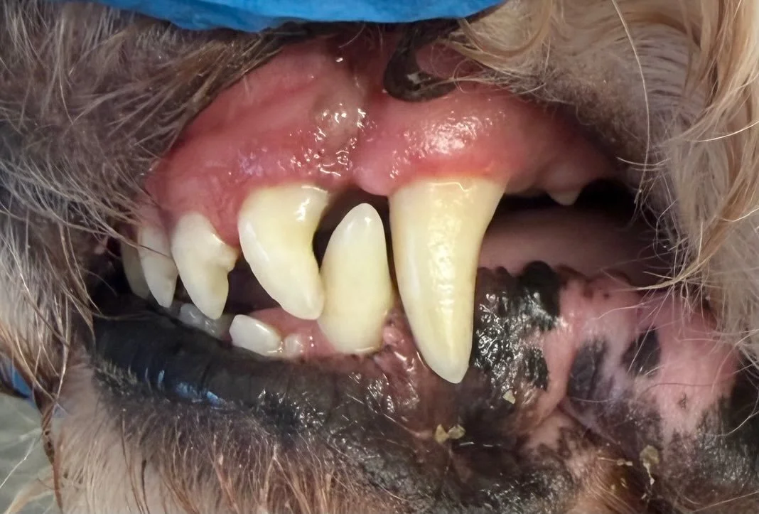 Archie&rsquo;s clean Peggy&rsquo;s today 🦷🪥 

Book in at Pipp&rsquo;NBelle Dog Grooming 🐶🐾