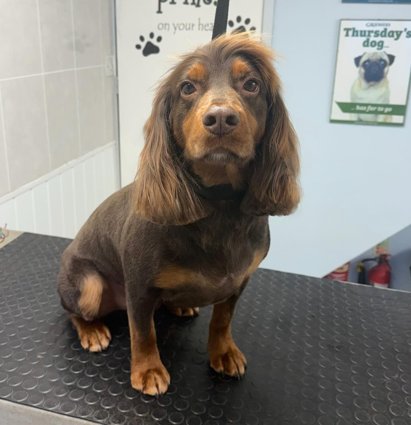 Meet Rory the Cocker 🐶 He came in for a full groom 🫧 Rory is one of our lovely regulars that comes in every few months for his pamper 🤍 

Book in at Pipp&rsquo;NBelle Dog Grooming 🐶🐾