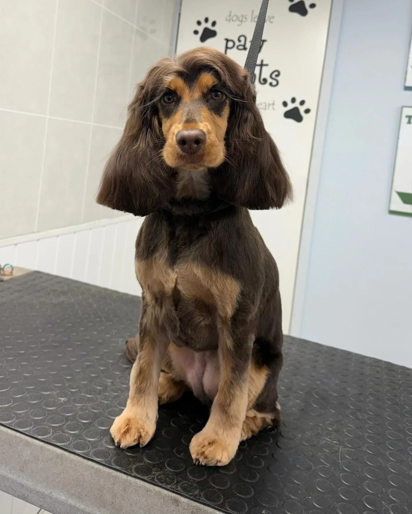 Meet Flo the Cocker 🐶 She came in for her first full groom 🫧 
Flo absolutely smashed it ⭐️ How gorgeous is she 🥰 

Book in at Pipp&rsquo;NBelle Dog Grooming 🐶🐾