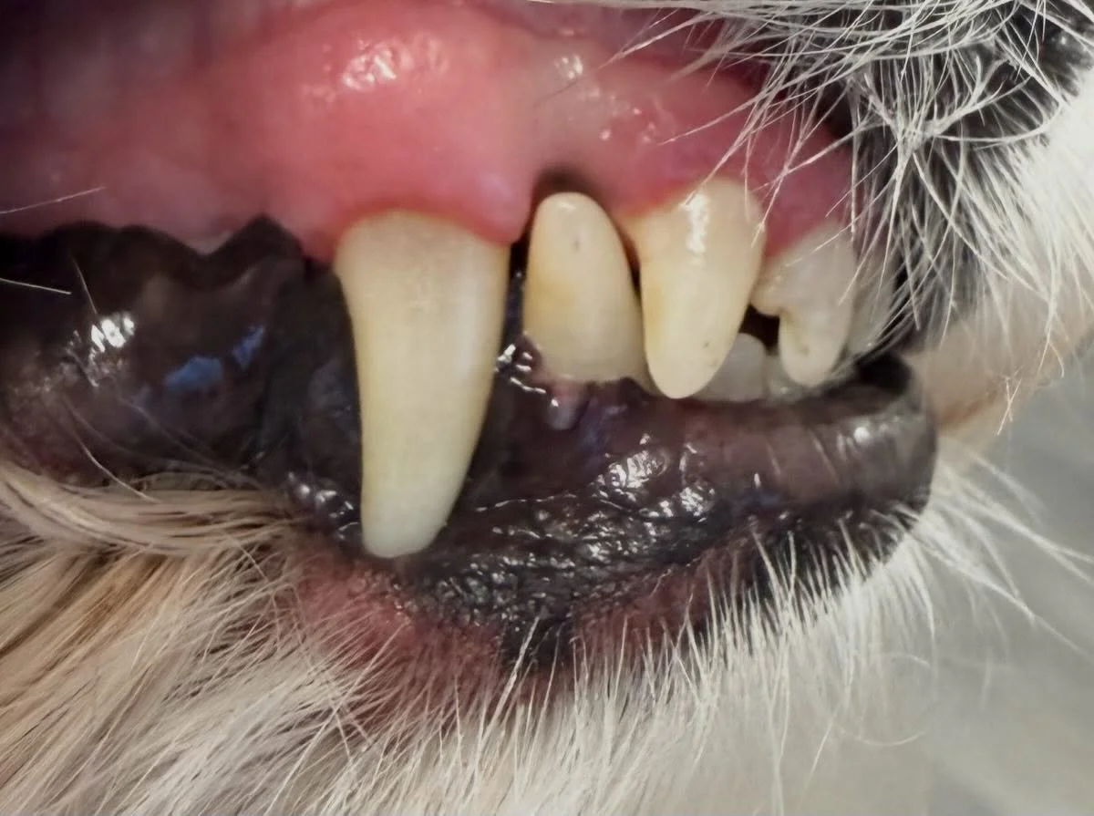 Ruby&rsquo;s clean Peggy&rsquo;s today 🦷🪥 

Book in at Pipp&rsquo;NBelle Dog Grooming 🐶🐾