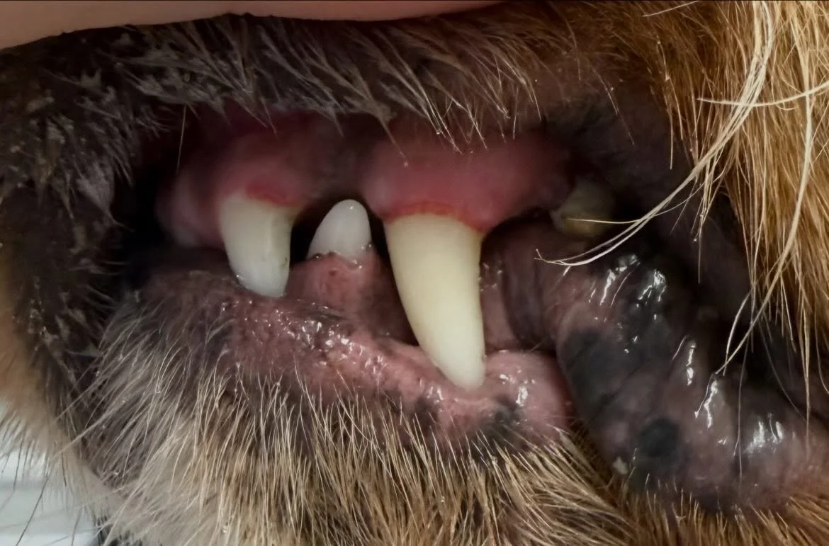 Rosie&rsquo;s clean Peggie&rsquo;s today 🦷🪥 

Book in at Pipp&rsquo;NBelle Dog Grooming 🐶🐾