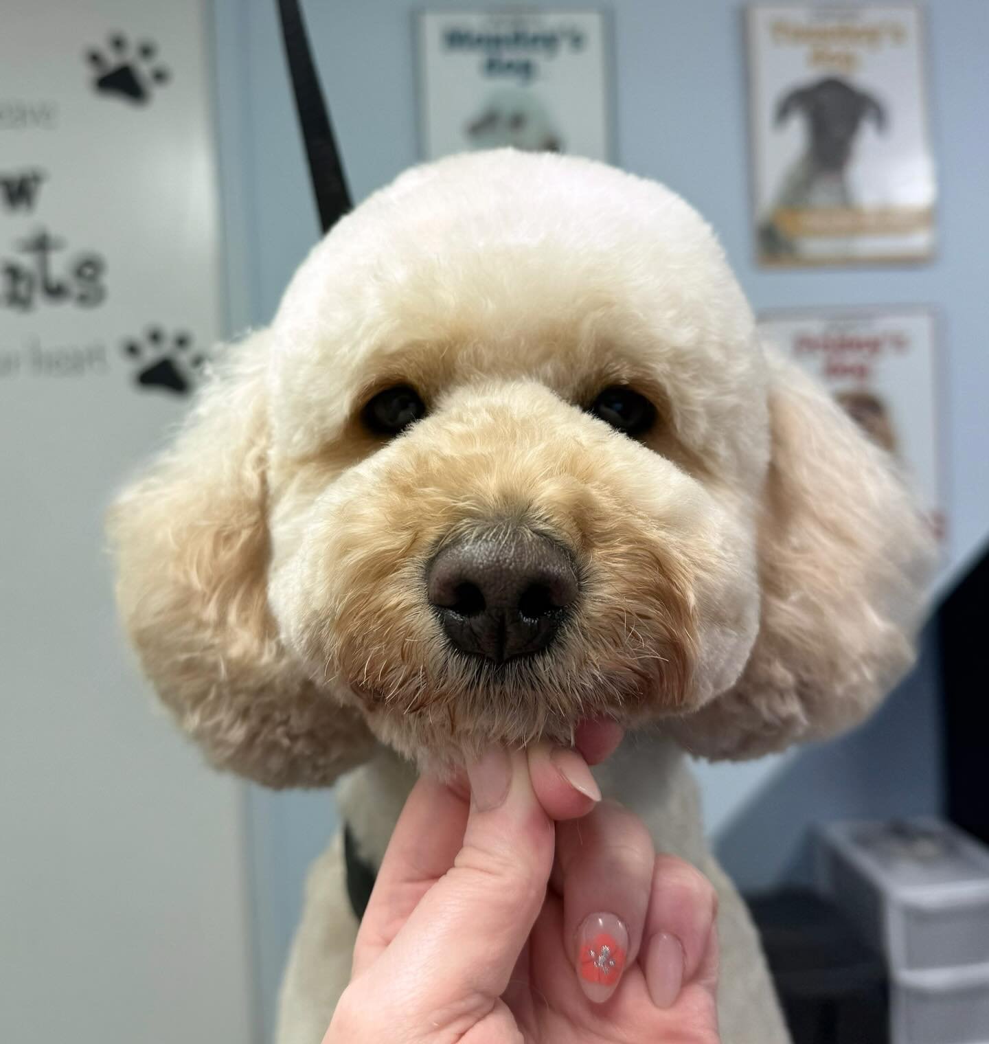 Meet Poppy the Cockapoo 🐶 She came in for a full groom 🫧 Poppy is one of our lovely regulars that comes in every 6 weeks for her pamper 🤍 

Book in at Pipp&rsquo;NBelle Dog Grooming 🐶🐾
