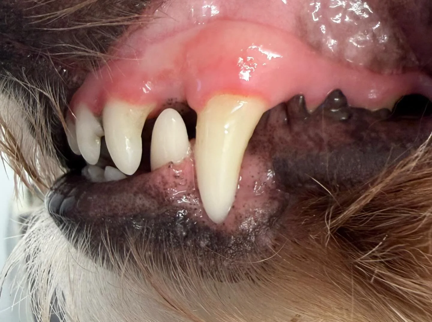 Charlie&rsquo;s clean Peggy&rsquo;s 🦷🪥 

Book in at Pipp&rsquo;NBelle Dog Grooming 🐶🐾