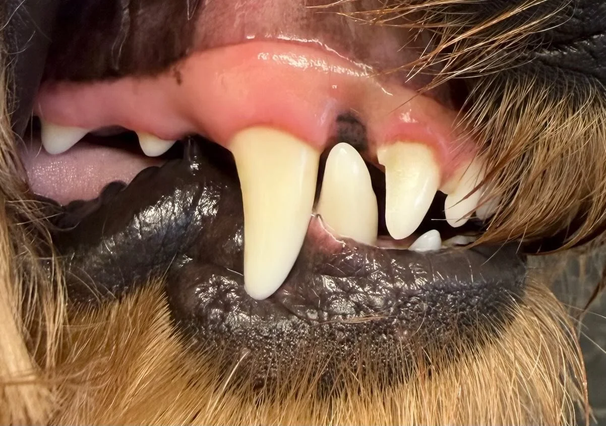 Frank&rsquo;s clean Peggy&rsquo;s today 🦷🪥 

Book in at Pipp&rsquo;NBelle Dog Grooming 🐶🐾