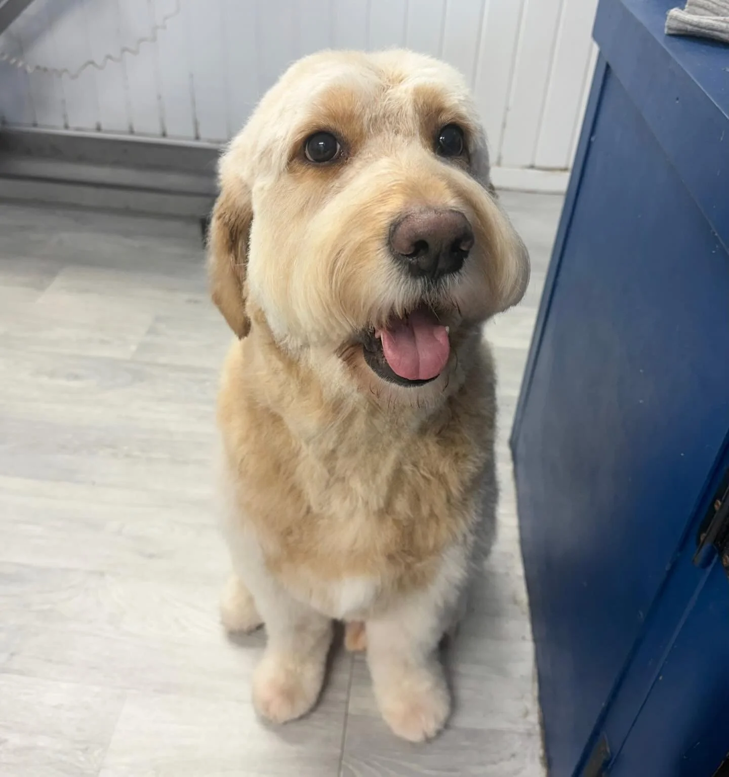 Meet Nelson the Goldendoodle 🐶 He came in for a full groom 🫧 It was Nelson&rsquo;s first time with us today and I&rsquo;ve absolutely fell in love 🥰 what a gorgeous boy 🫶🏻 

Book in at Pipp&rsquo;NBelle Dog Grooming 🐶🐾