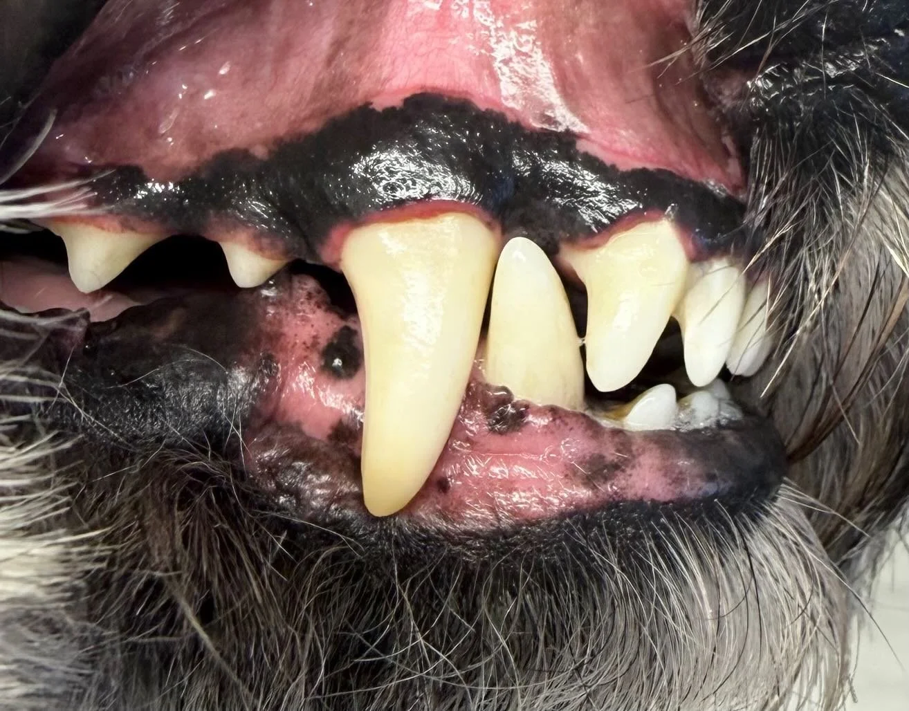 Alfred&rsquo;s clean Peggy&rsquo;s today 🦷🪥 

Book in at Pipp&rsquo;NBelle Dog Grooming 🐶🐾