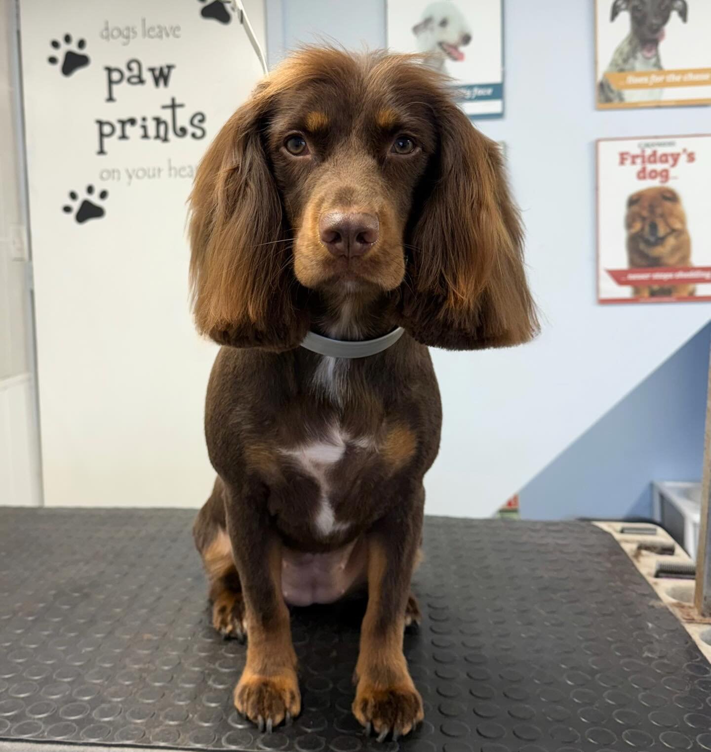 Meet Mollie the Cocker 🐶 She came in for a full groom 🫧 Mollie is one of our lovely regulars that comes in every 6-8 weeks for her pamper 🤍 

Book in at Pipp&rsquo;NBelle Dog Grooming 🐶🐾