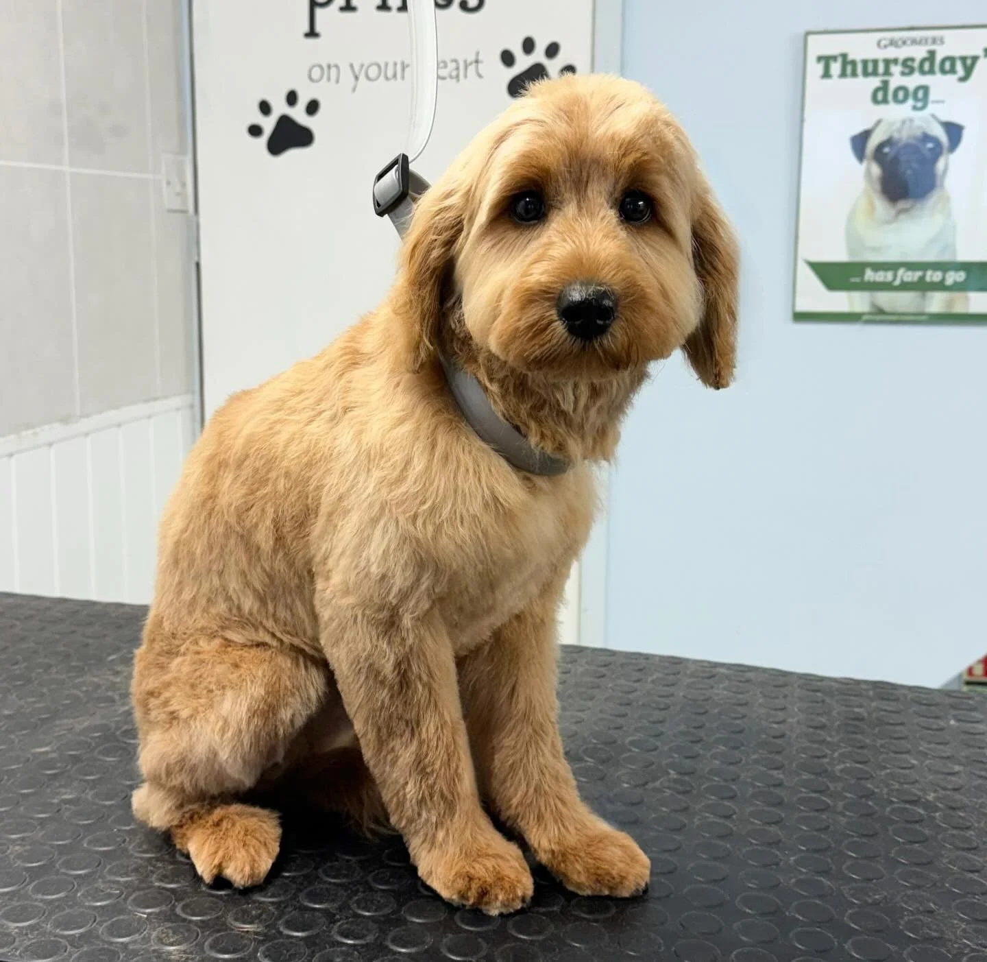 Meet Mable the mini Goldendoodle 🐶 She came in for her first full groom and absolutely smashed it ⭐️ 🫧 How gorgeous does Mable look 🤍 

Book in at Pipp&rsquo;NBelle Dog Grooming 🐶🐾