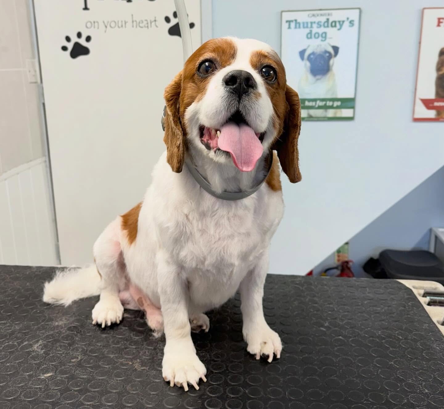 Meet Oscar the Cavalier 🐶 He came in for a full groom 🫧 Oscar  is one of our lovely regulars that comes in every 6-8 weeks for his pamper 🤍 

Book in at Pipp&rsquo;NBelle Dog Grooming 🐶🐾