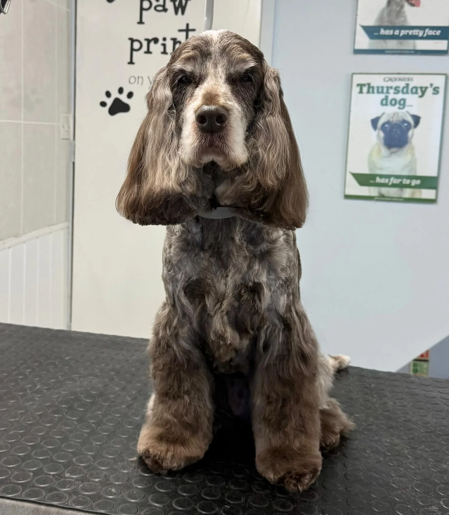 Meet Lottie the Cocker 🐶 She came in for a full groom 🫧 Lottie is one of our lovely regulars that comes in every 8 weeks for her pamper 🤍 

Book in at Pipp&rsquo;NBelle Dog Grooming 🐶🐾
