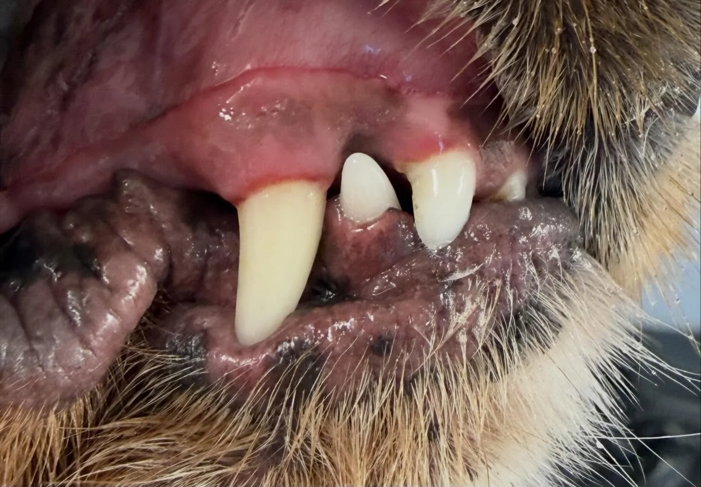 Rosie&rsquo;s clean Peggy&rsquo;s today 🦷🪥

Book in at Pipp&rsquo;NBelle Dog Grooming 🐶🐾