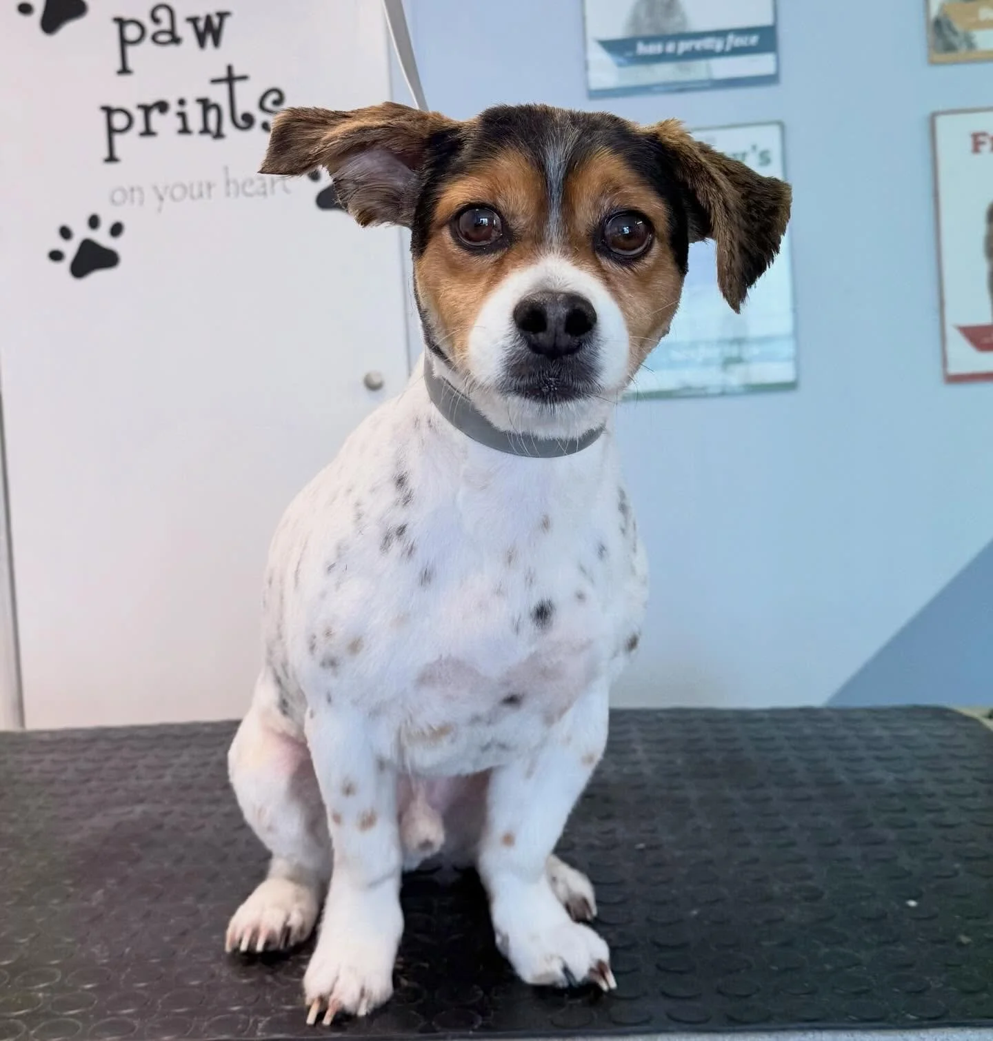 Meet Prince the Pug X Chihuahua X Jack Russel 🐶 He came in for a full groom 🫧 How gorgeous is he 🥰 

Book in at Pipp&rsquo;NBelle Dog Grooming 🐶🐾