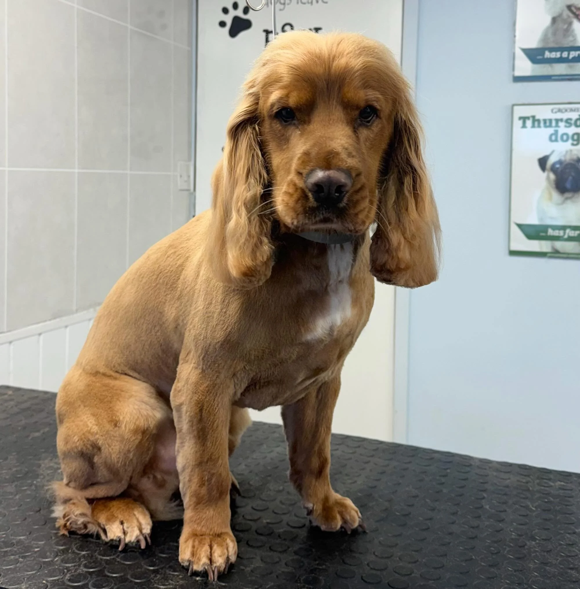 Meet Stanley the Cocker 🐶 He came in for a full groom 🫧 Stanley is one of our lovely regulars that comes in every 6-8 weeks for his pamper 🤍 

Book in at Pipp&rsquo;NBelle Dog Grooming 🐶🐾