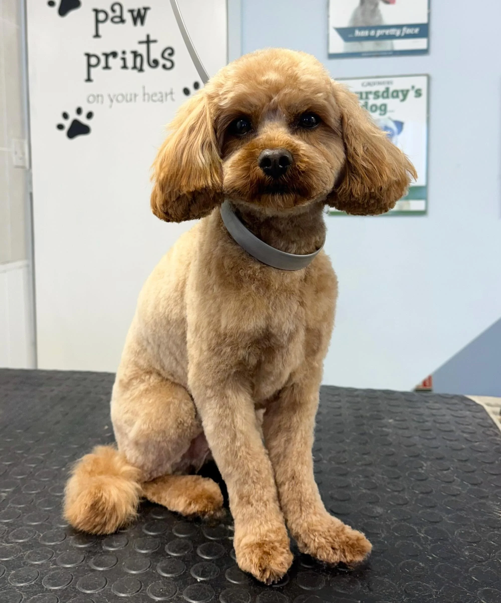 Meet Arlo the Cavapoo 🐶 He came in for a full groom 🫧 Arlo is one of our lovely regulars that comes in every 6-8 weeks for his pamper 🤍 

Book in at Pipp&rsquo;NBelle Dog Grooming 🐶🐾