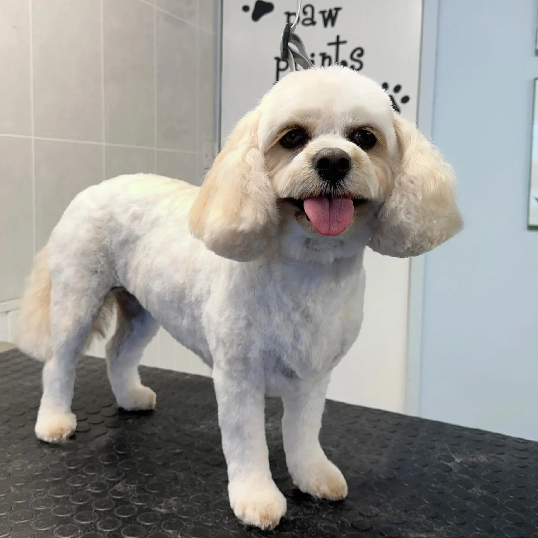 Meet Fleur the Cavachon 🐶 She came in for a full groom 🫧 Fleur is one of our lovely regulars that comes in every 6-8 weeks for her pamper 🤍 

Book in at Pipp&rsquo;NBelle Dog Grooming 🐶🐾