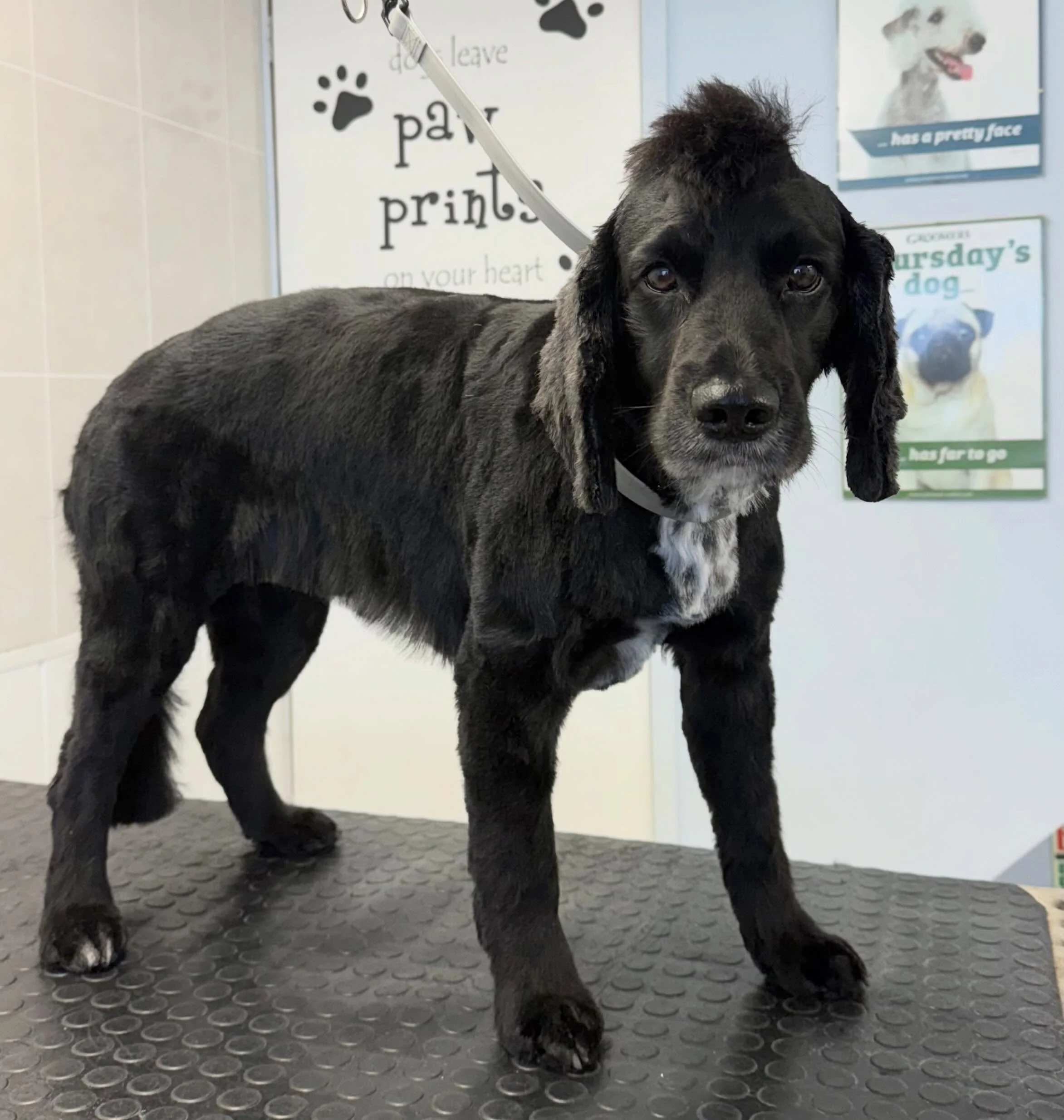 Meet Cooper the Cocker 🐶 He came in for a full groom 🫧 Cooper is one of our lovely regulars that comes in every 6-8 weeks for his pamper 🤍 

Book in at Pipp&rsquo;NBelle Dog Grooming 🐶🐾