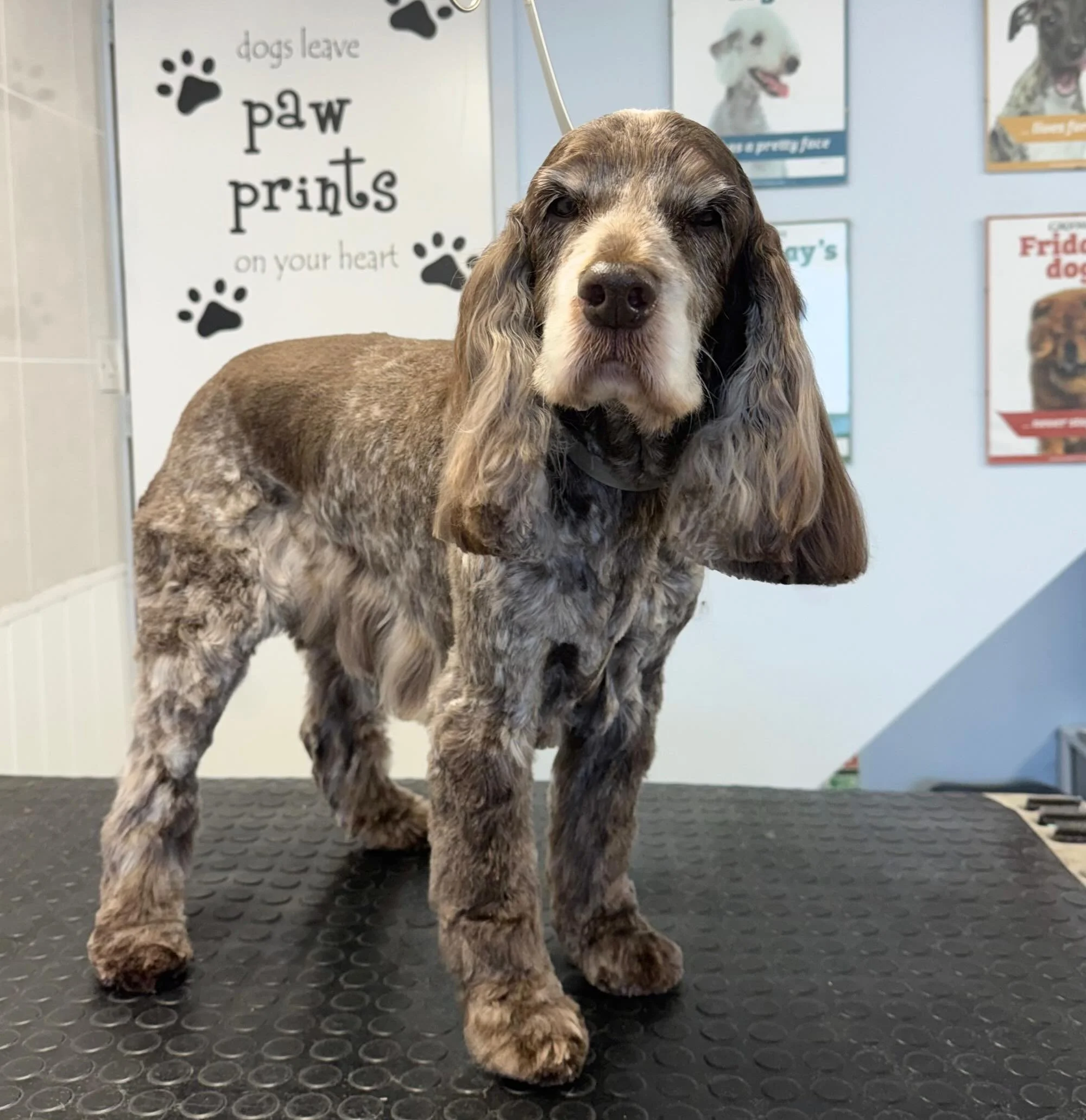 Meet Lottie the Cocker 🐶 She came in for a full groom 🫧 Lottie is one of our lovely regulars that comes in every 6-8 weeks for her pamper 🤍 

Book in at Pipp&rsquo;NBelle Dog Grooming 🐶🐾