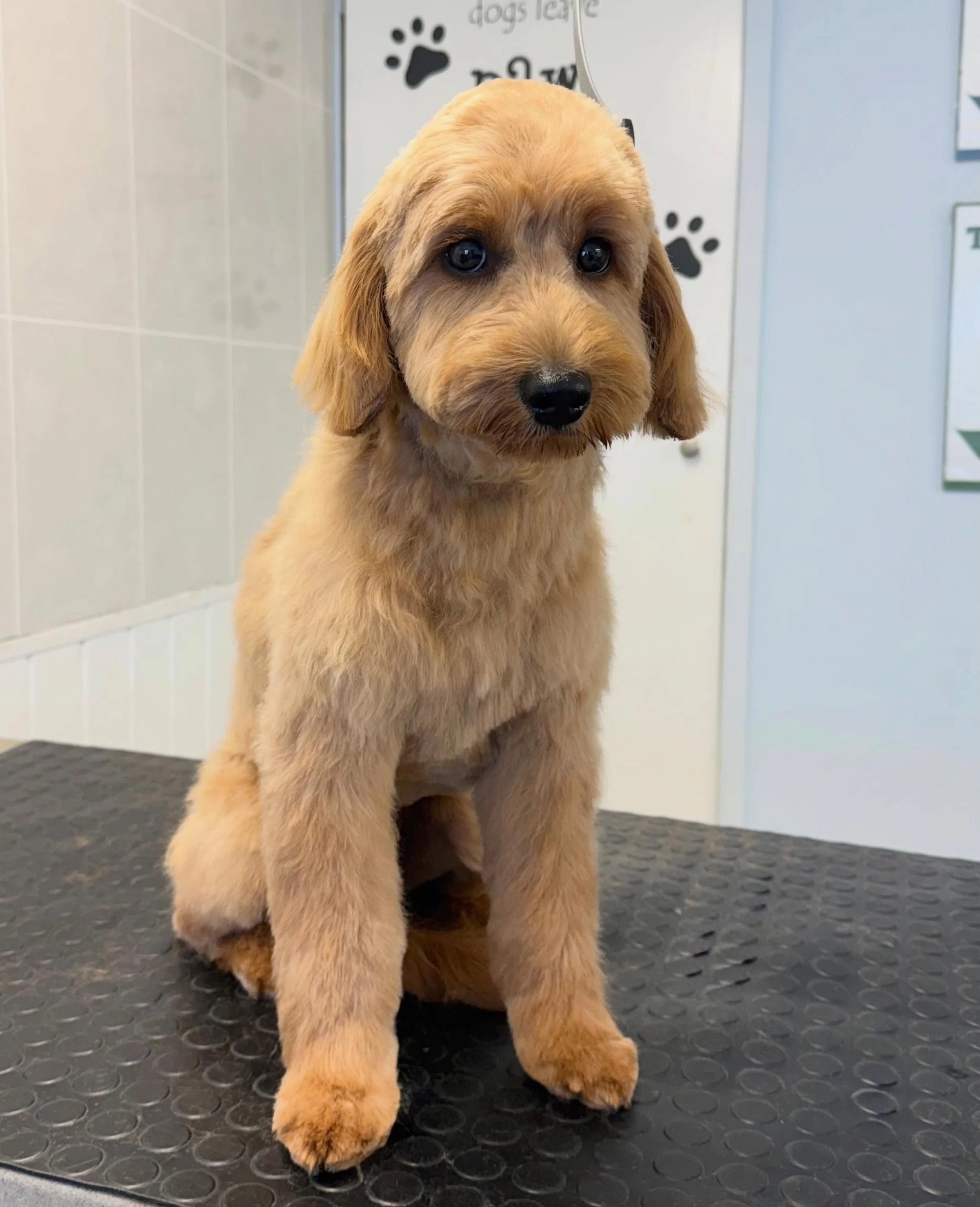 Meet Mable the mini Goldendoodle 🐶 She came in for a full groom 🫧 Mable is one of our lovely regulars that comes in every 6-8 weeks for her pamper 🤍 

Book in at Pipp&rsquo;NBelle Dog Grooming 🐶🐾