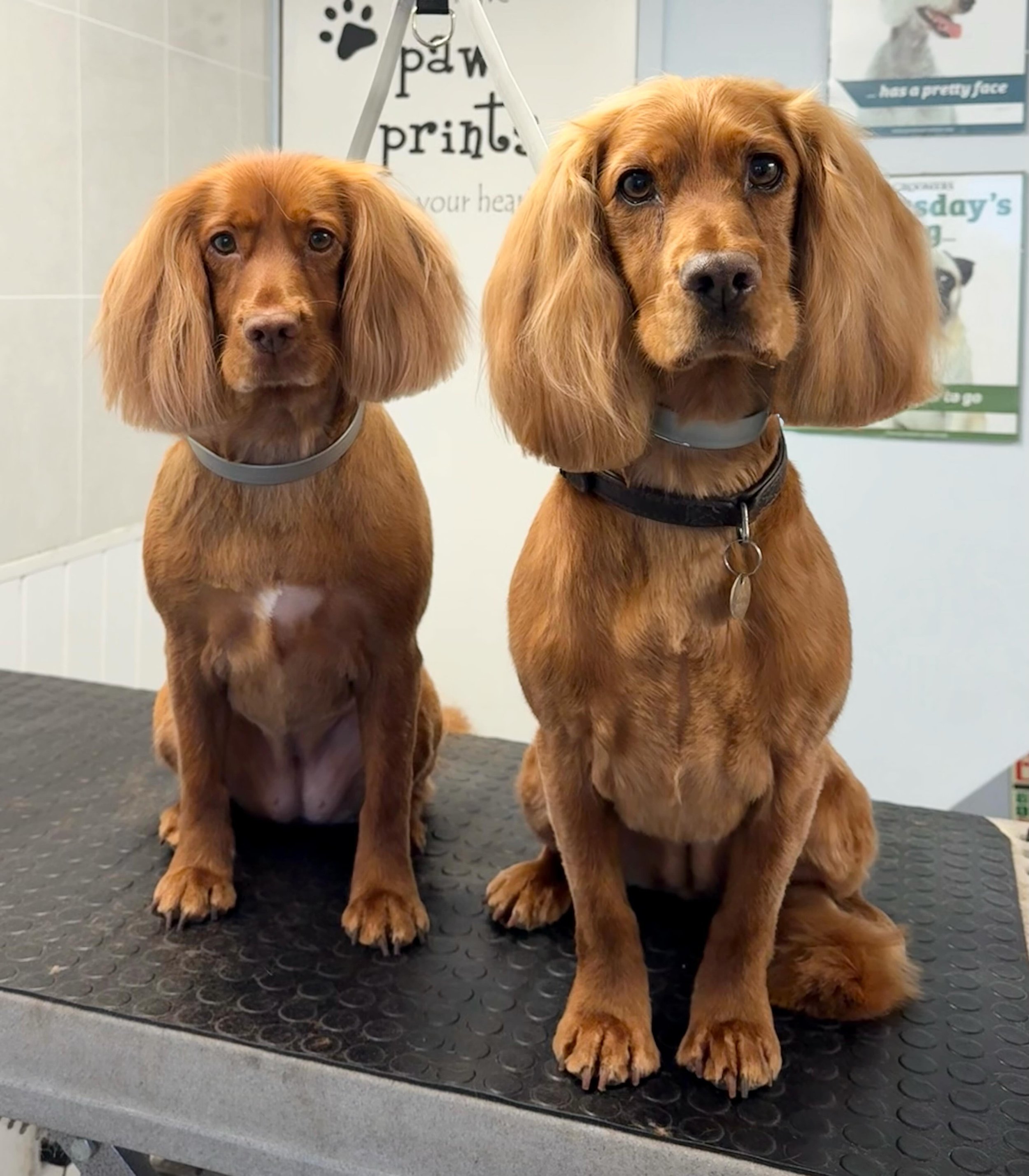 Meet Poppy &amp; Belle the Cockers 🐶 They came in for a full groom 🫧 Poppy &amp; Belle were so well behaved and how gorgeous do they look 🥰 🤍

Book in at Pipp&rsquo;NBelle Dog Grooming 🐶🐾