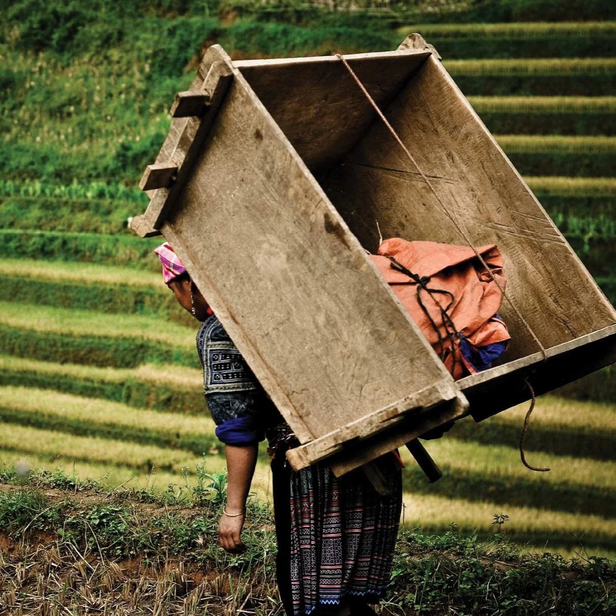 Gao Muong BIS
